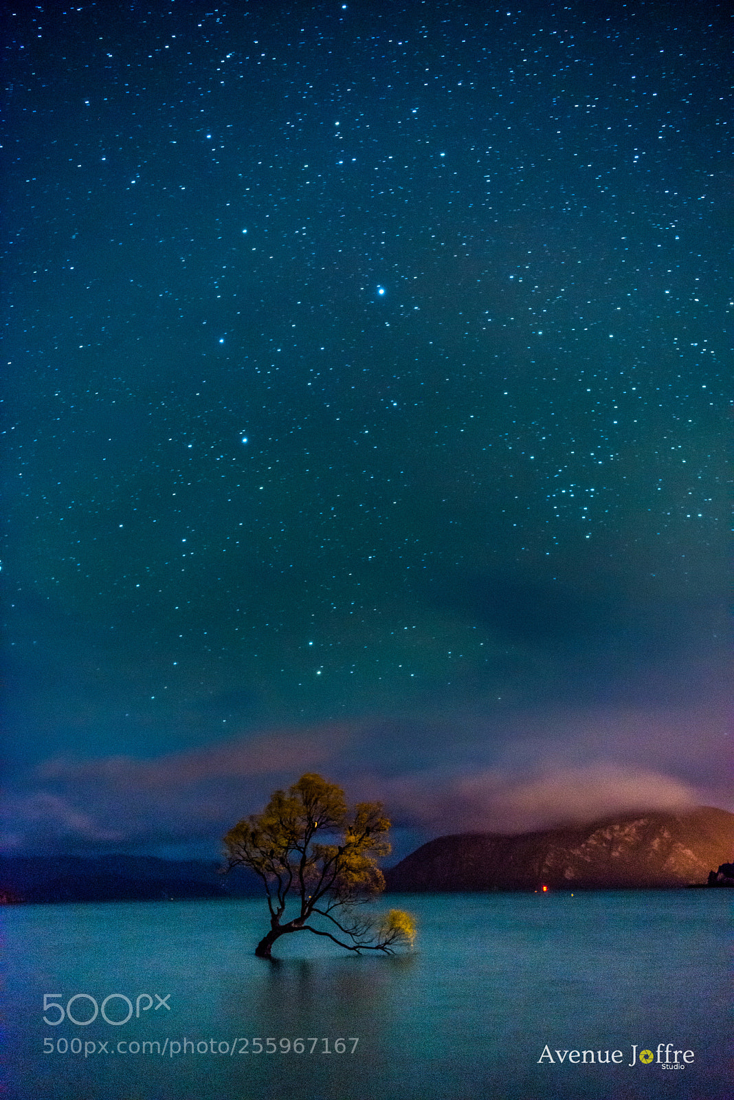 Nikon D800E sample photo. The wanaka tree photography