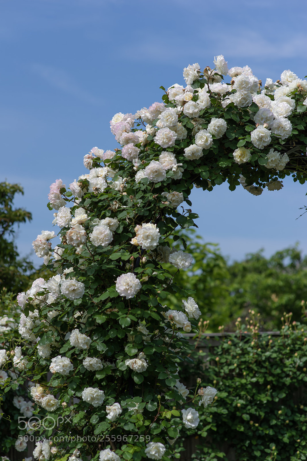 Nikon D800E sample photo. Rose arch photography
