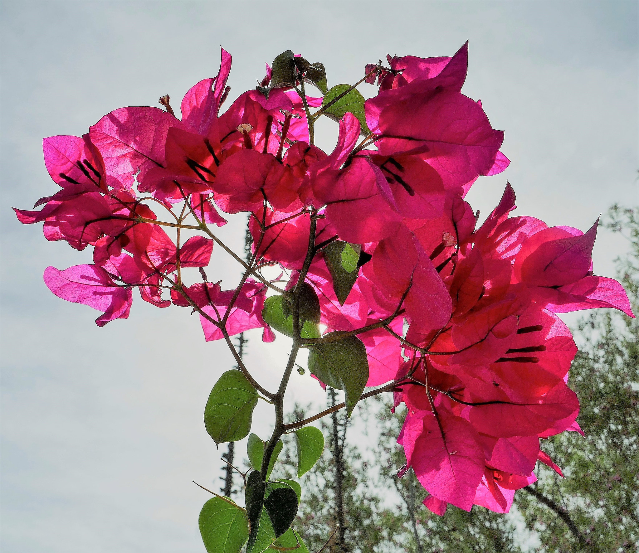 Panasonic Lumix DMC-ZS100 (Lumix DMC-TZ100) sample photo. Bougainvillea photography