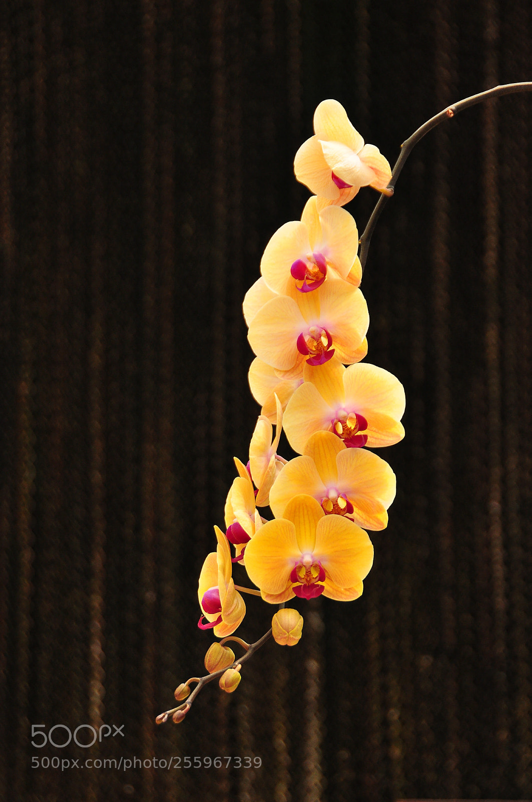 Nikon D90 sample photo. Phalaenopsis orchids photography