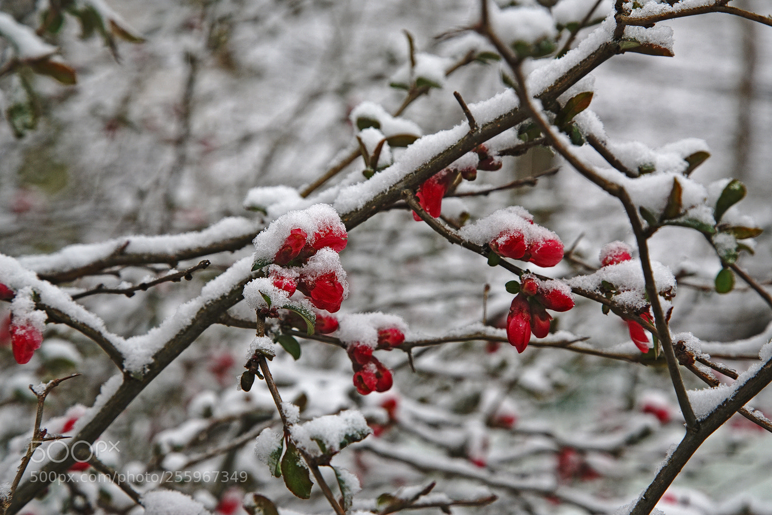 Sony a7R II sample photo. Hopefully, the last snow photography