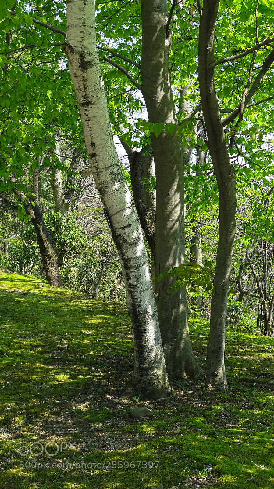 Canon PowerShot G16 sample photo. Aspen tree in senshu photography