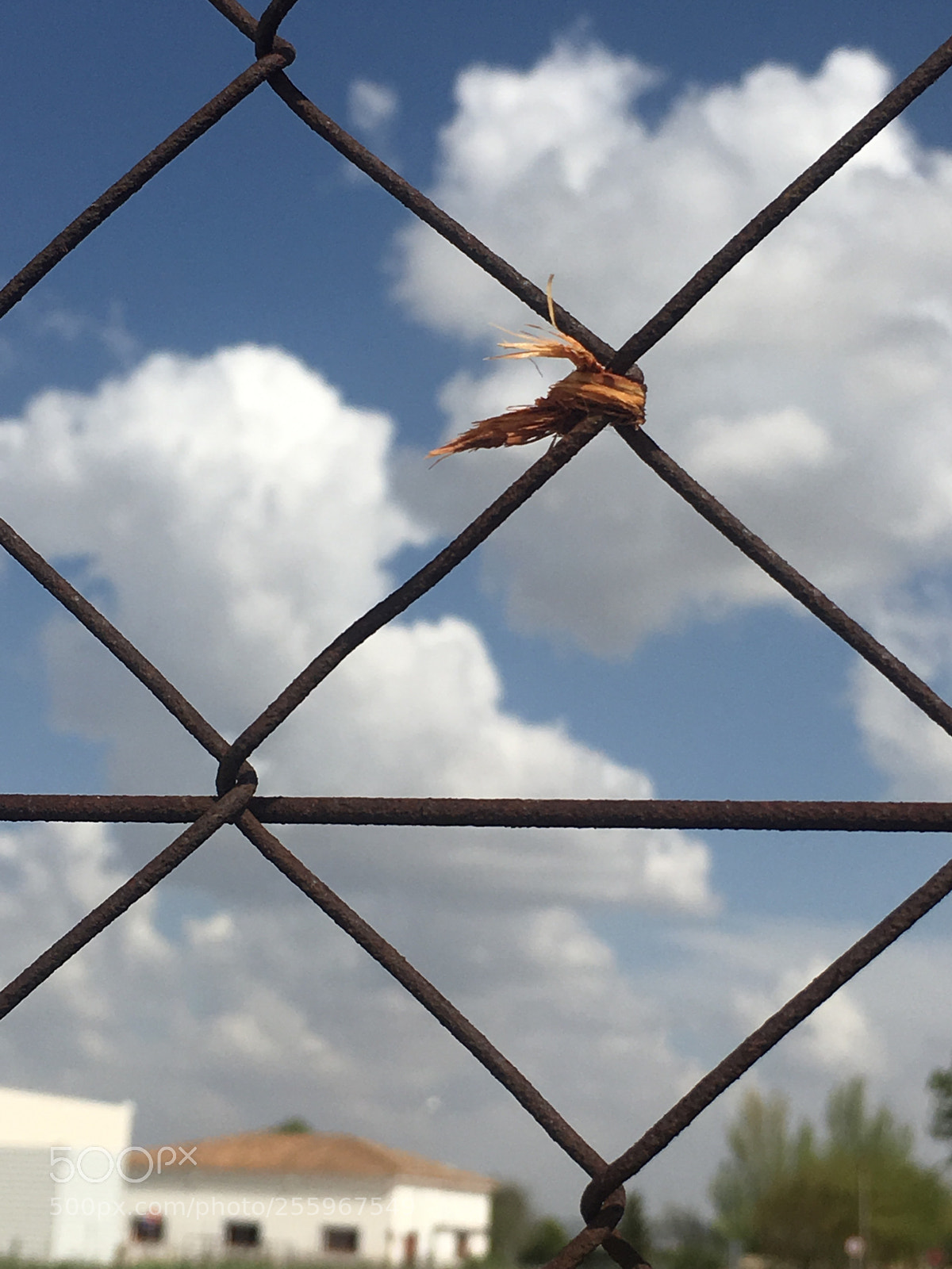 Apple iPhone 6s sample photo. Untitled photography