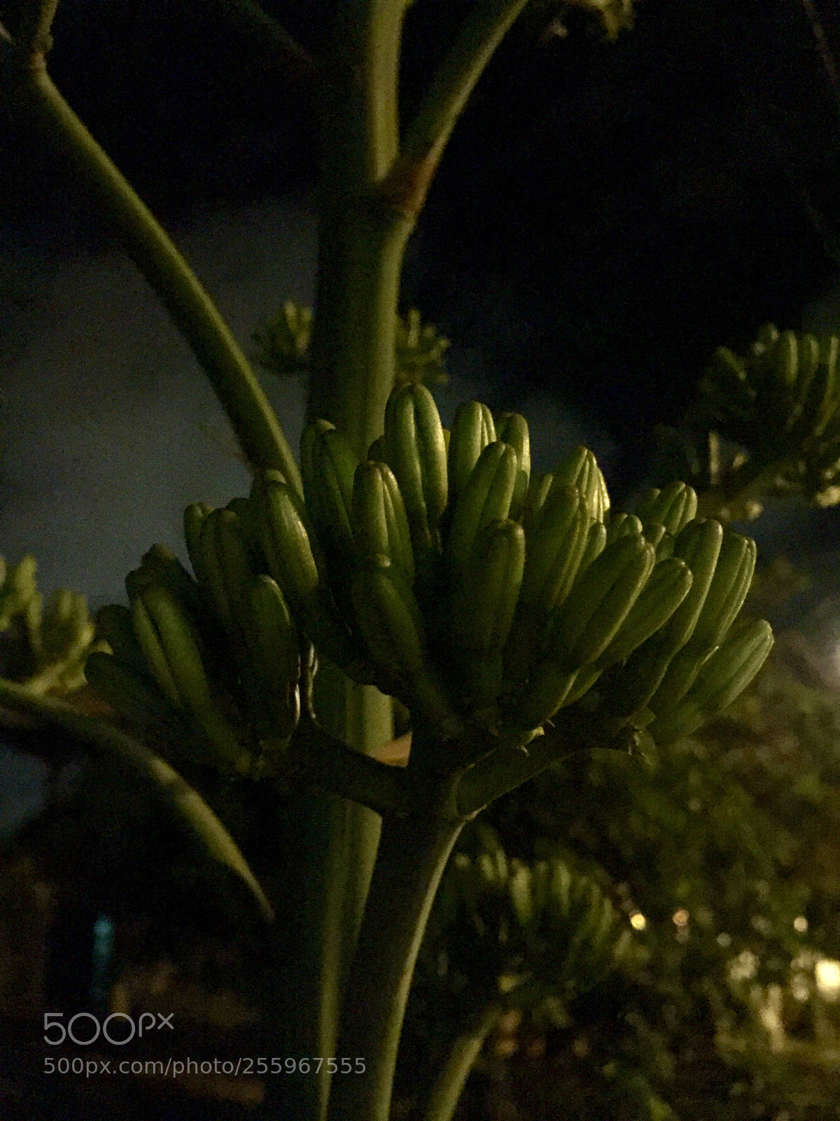 Apple iPhone 6 sample photo. Untitled photography
