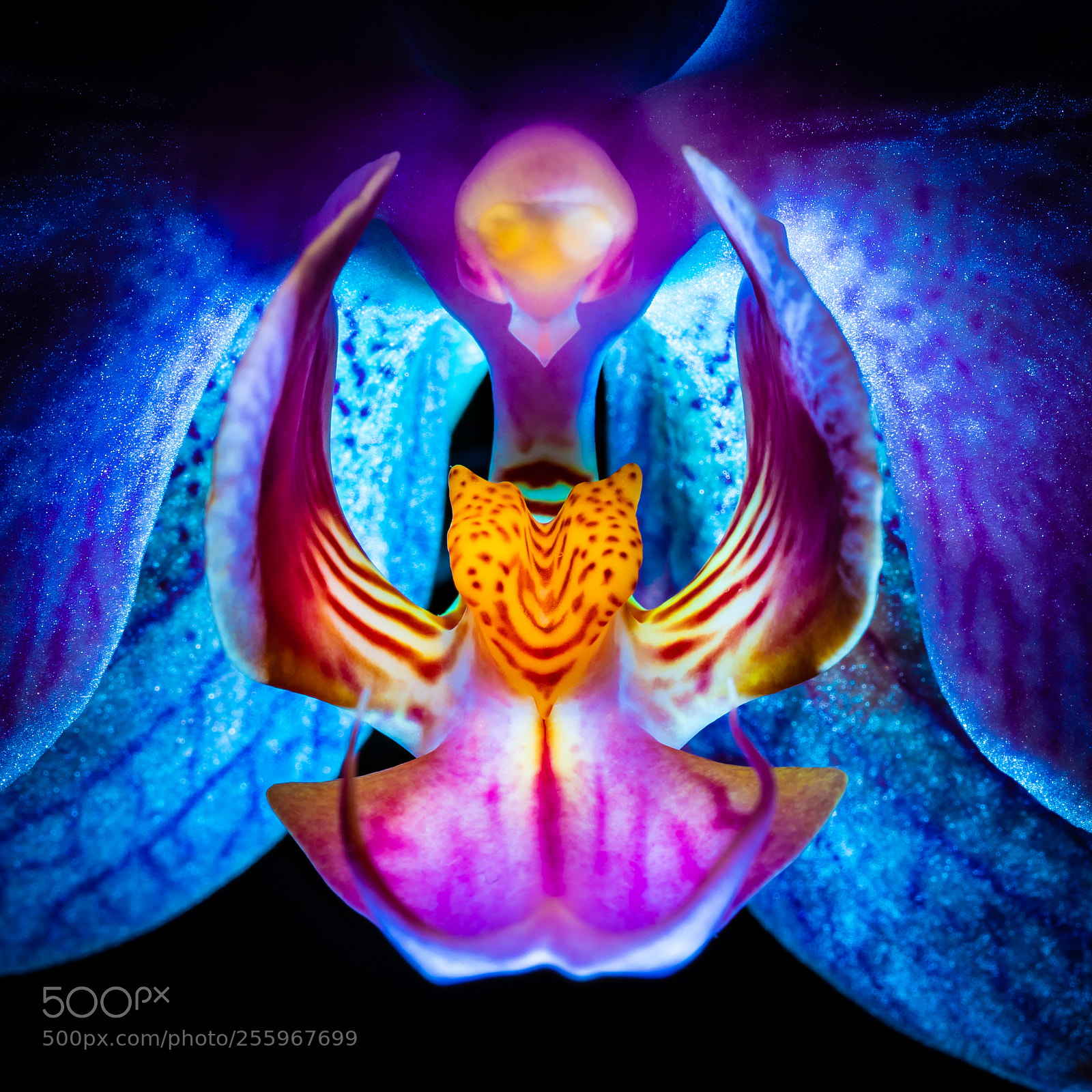 Canon EOS 5D Mark IV sample photo. Orchid photography