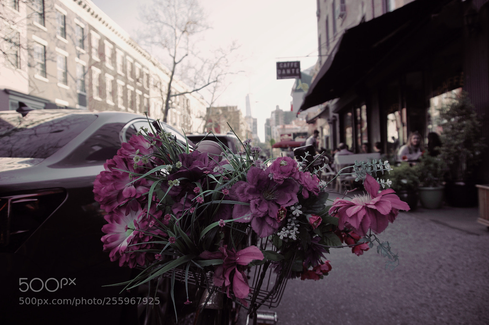 Sony a6000 sample photo. Flowers photography