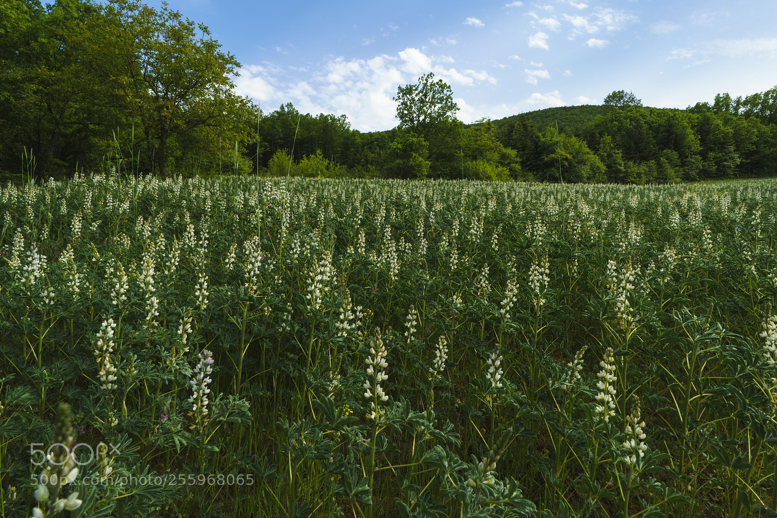 Sony a7R II sample photo. Dsc photography