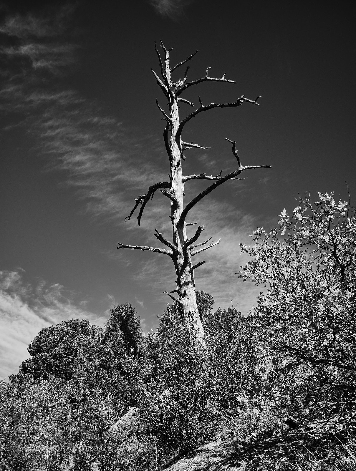 Panasonic Lumix DMC-G85 (Lumix DMC-G80) sample photo. The lone tree photography
