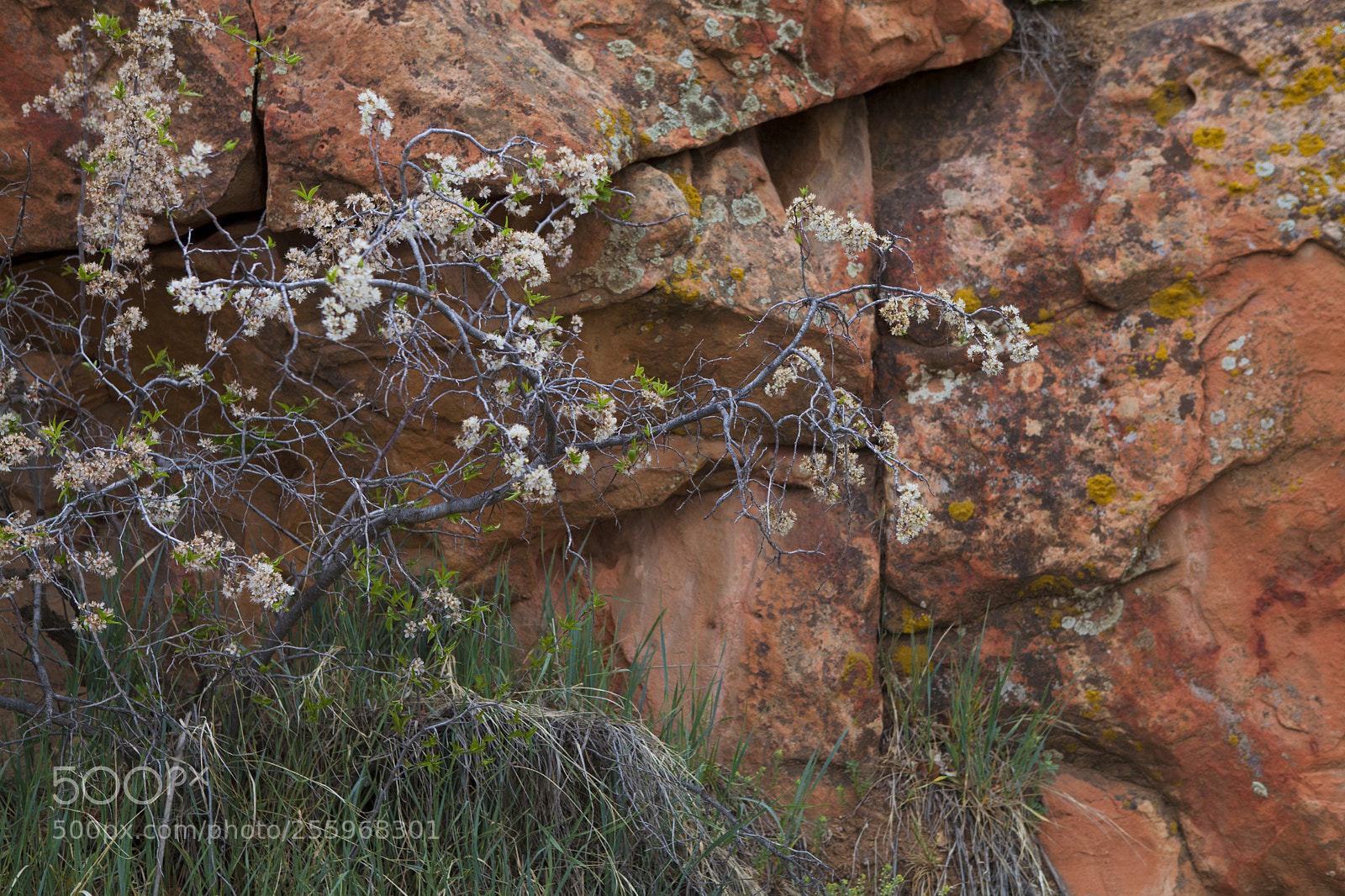 Canon EOS 5D Mark II sample photo. Sandstone and wild plumb photography