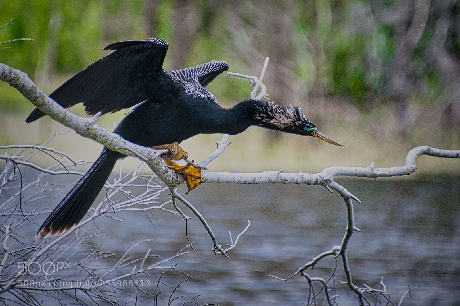Nikon D7200 sample photo. Hilton head cormorant photography