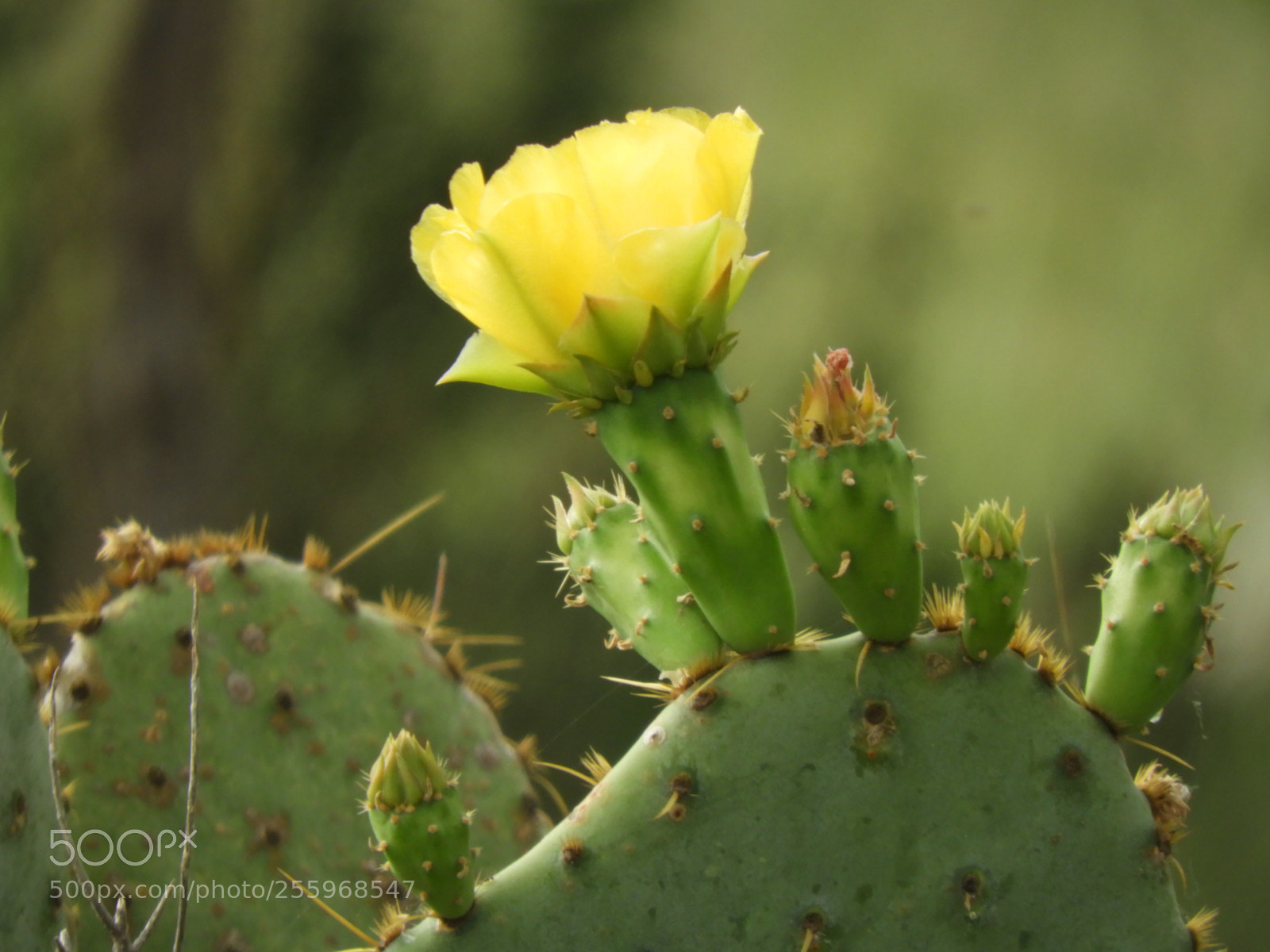 Nikon Coolpix B700 sample photo. Pale yellow cactus flower photography