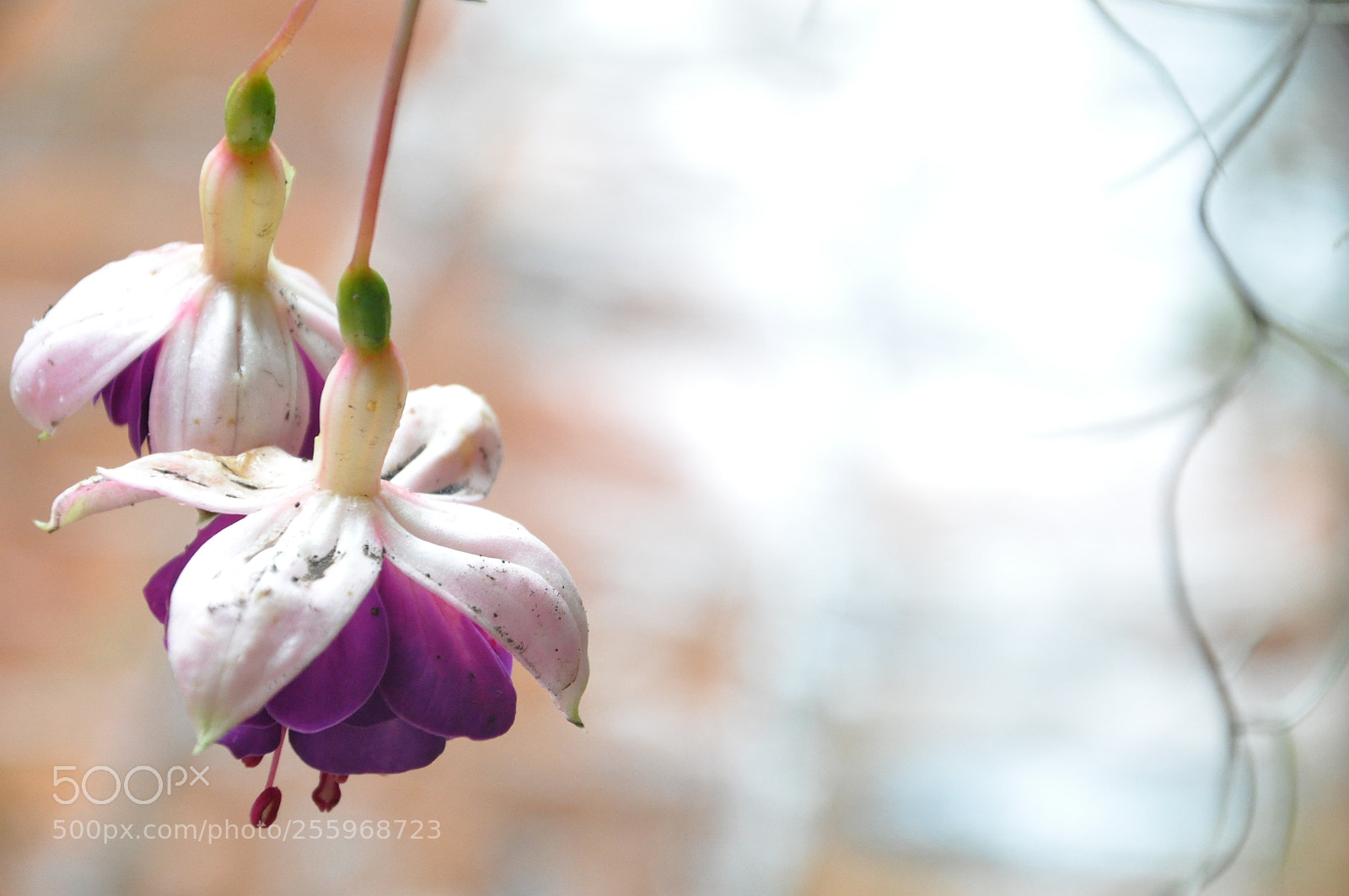 Nikon D90 sample photo. Flores bajo lluvia photography