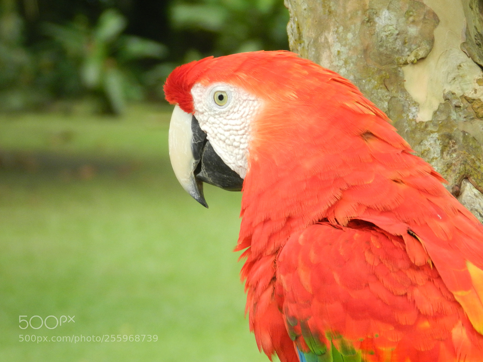 Nikon Coolpix P500 sample photo. Guacamaya colombiana photography