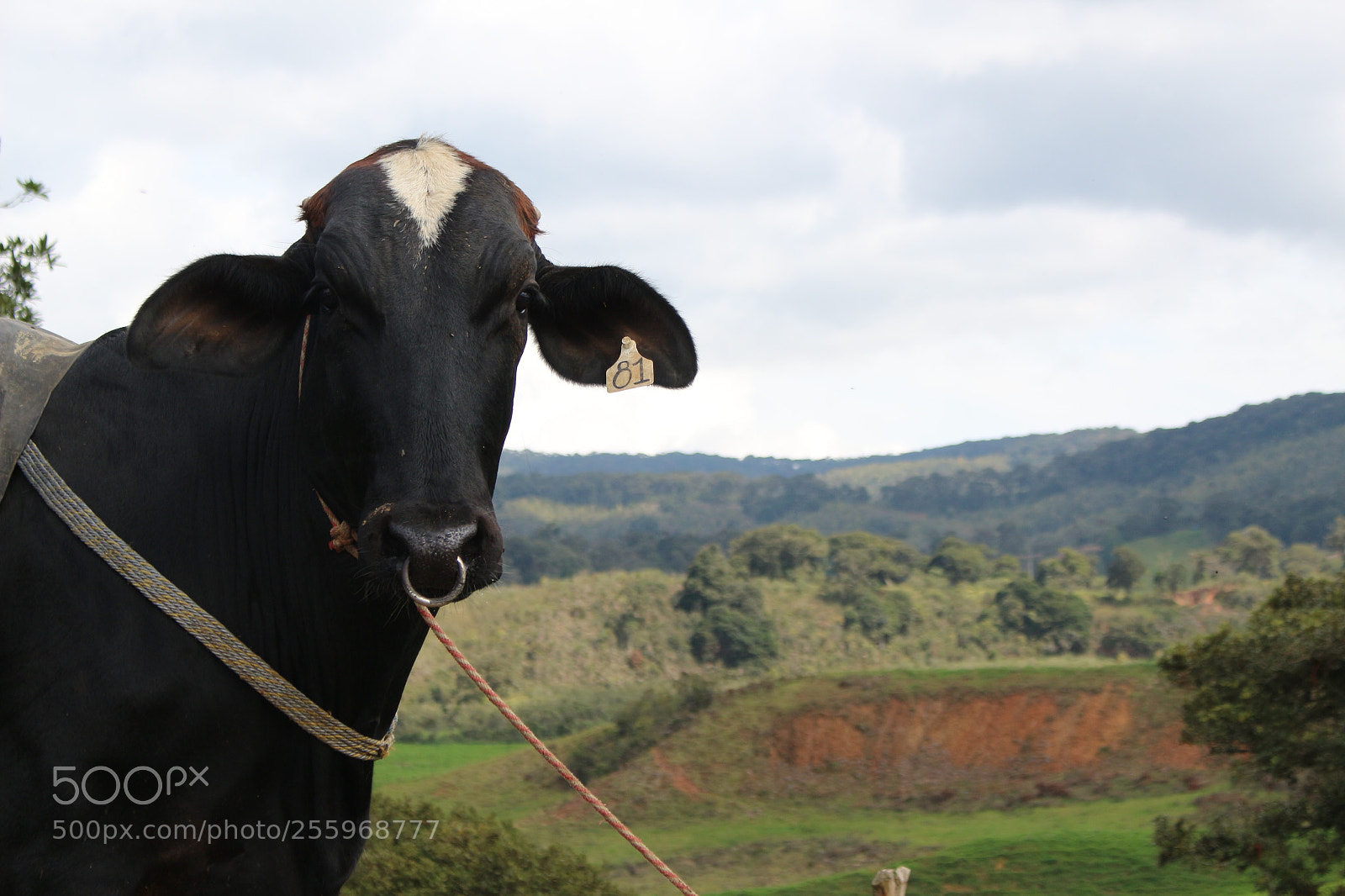 Canon EOS 700D (EOS Rebel T5i / EOS Kiss X7i) sample photo. Toro antioqueño photography