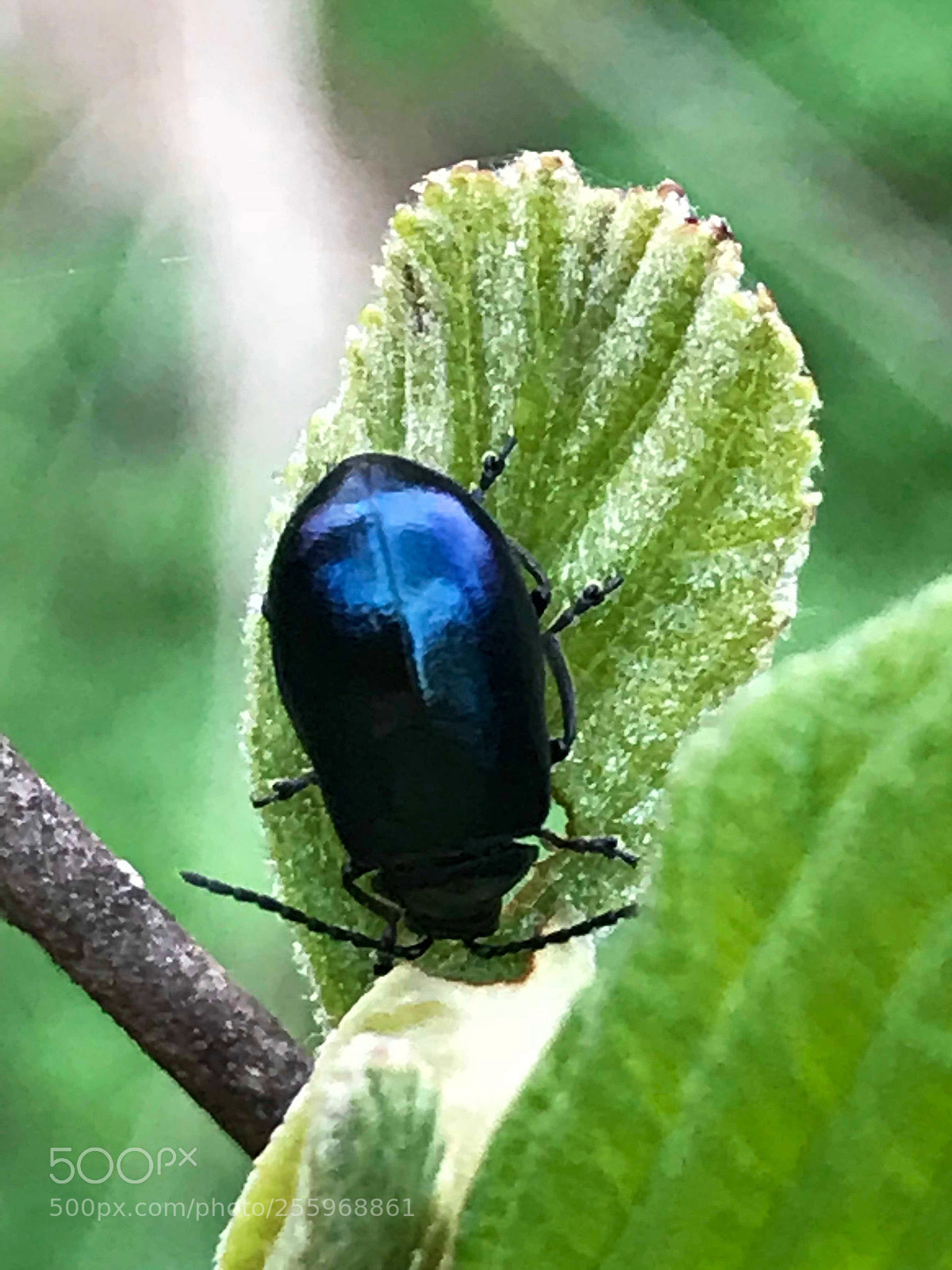 Apple iPhone 7 Plus sample photo. Untitled photography