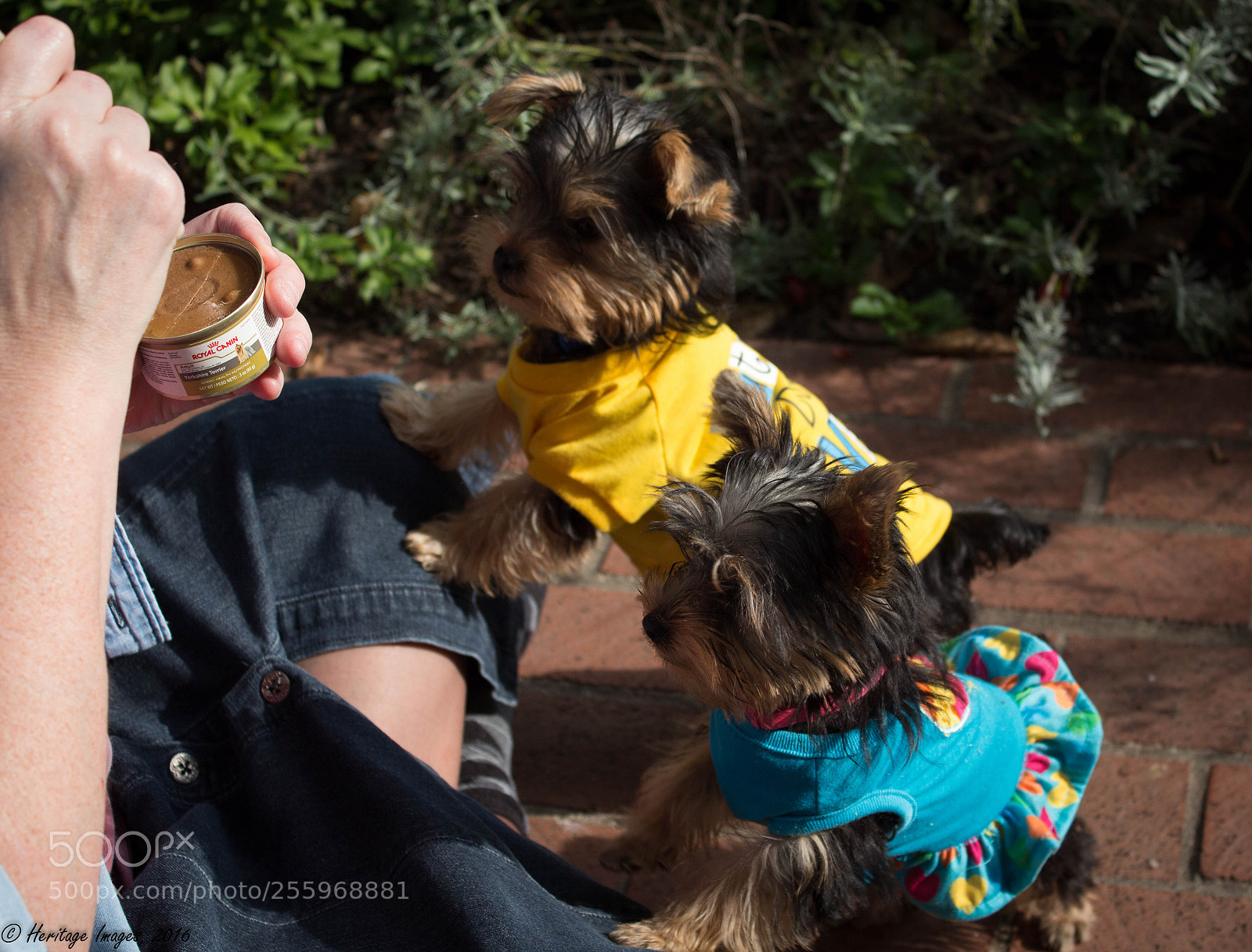 Canon EOS 650D (EOS Rebel T4i / EOS Kiss X6i) sample photo. Mollie & tucker & royal canin photography