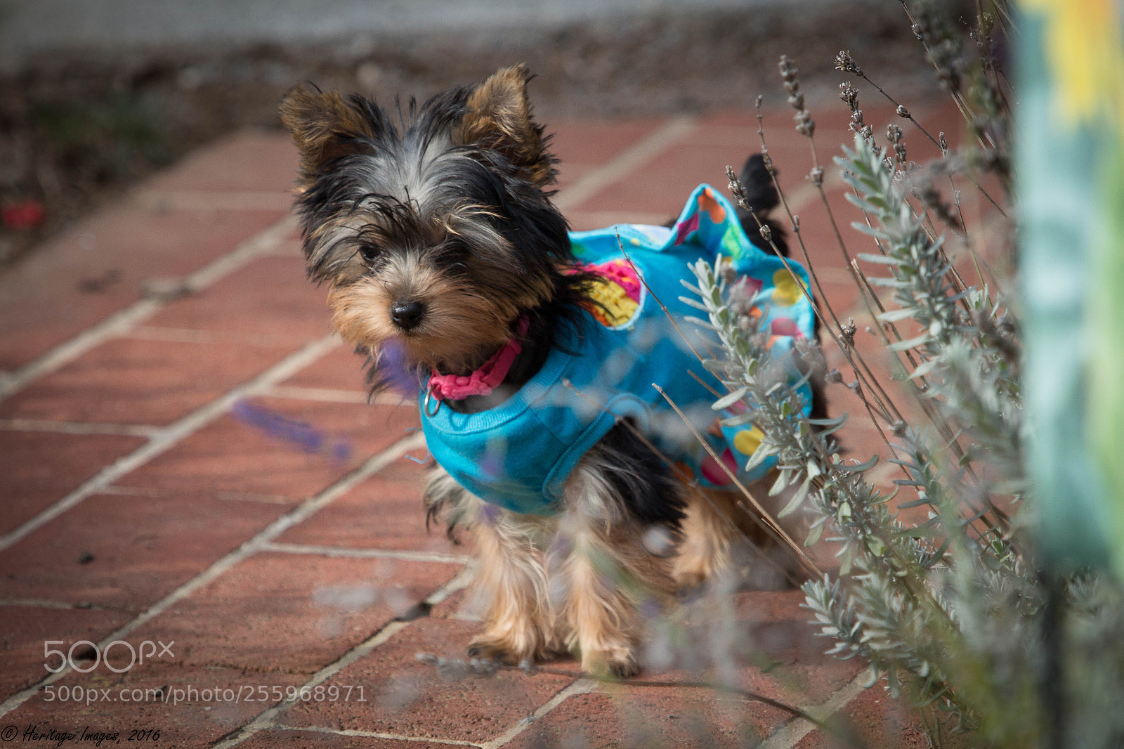 Canon EOS 650D (EOS Rebel T4i / EOS Kiss X6i) sample photo. Mollie by the lavendar photography