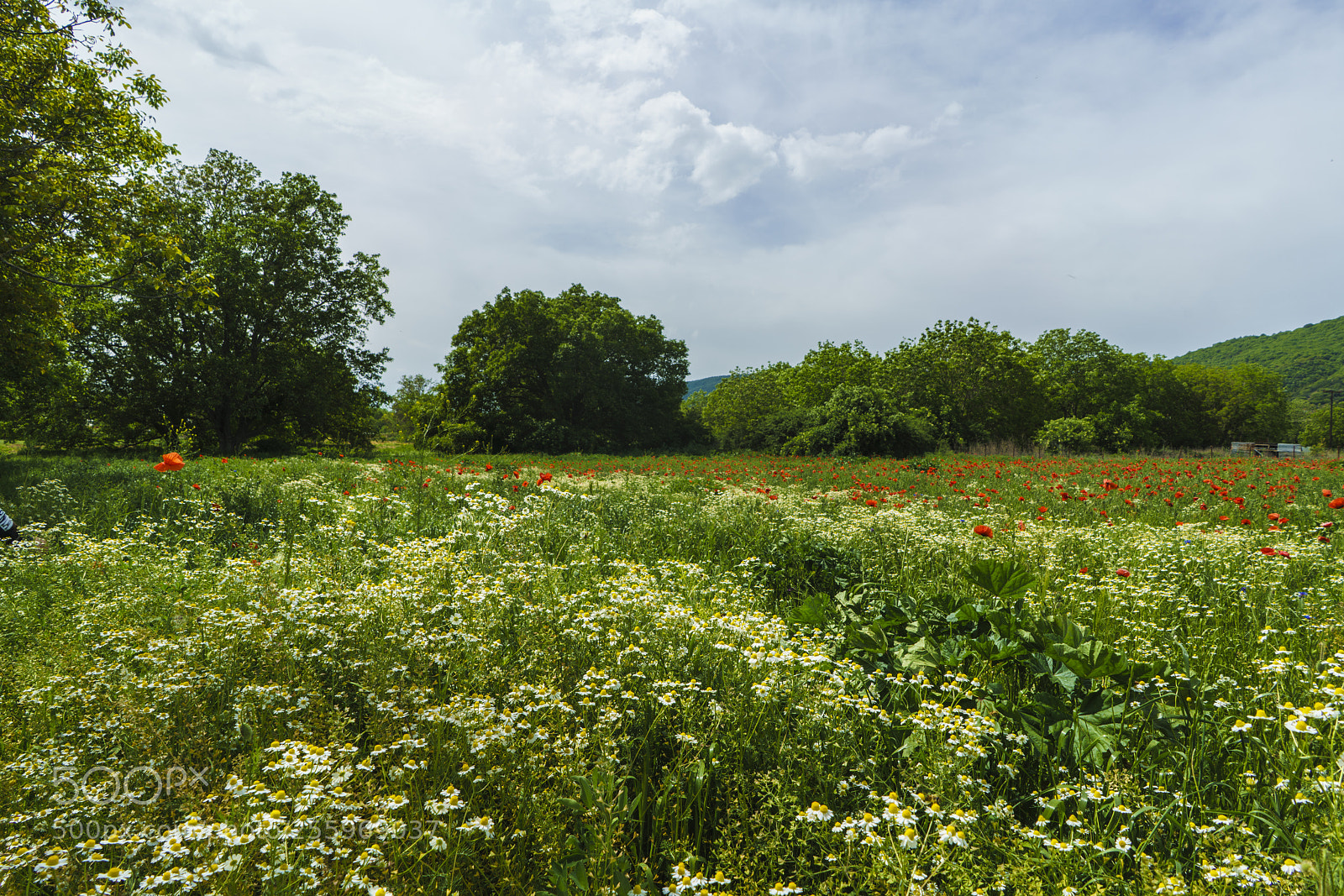 Sony a7R II sample photo. Dsc02206_.jpg photography