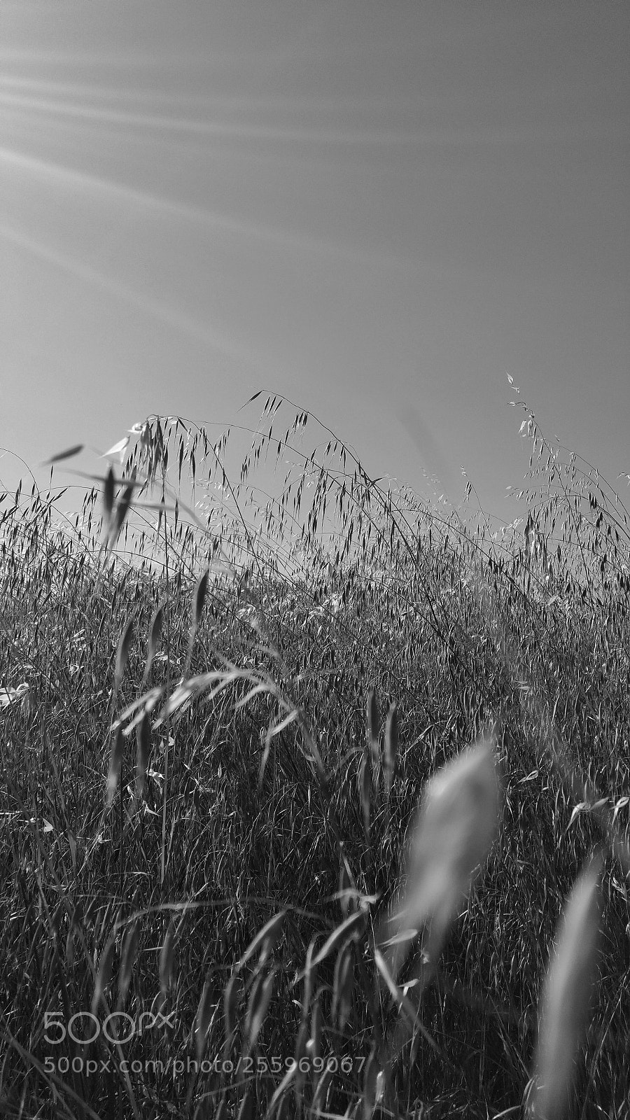 Samsung Galaxy Note4 sample photo. In the tall grass photography