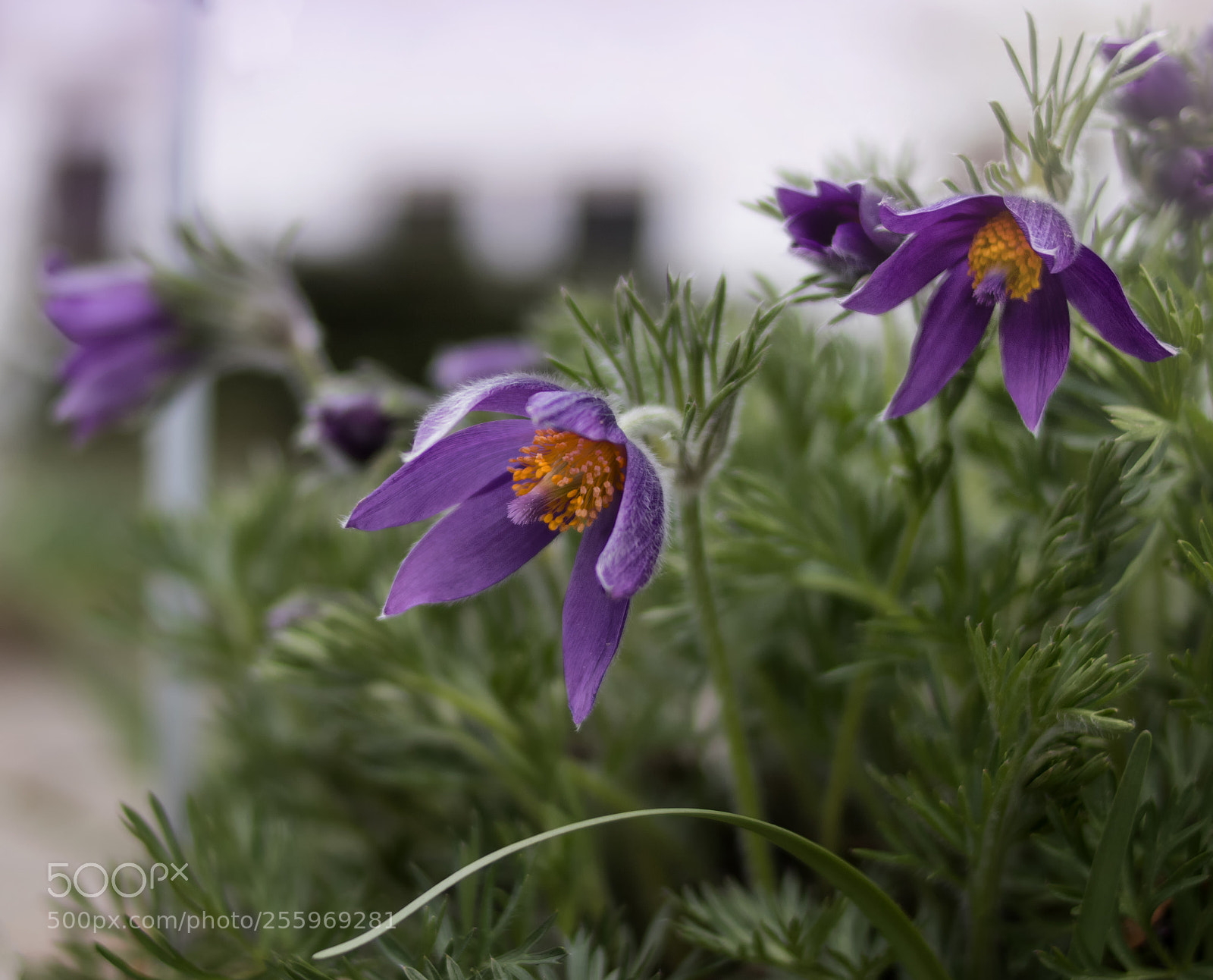 Canon EOS 800D (EOS Rebel T7i / EOS Kiss X9i) sample photo. Pulsatilla in bloom photography
