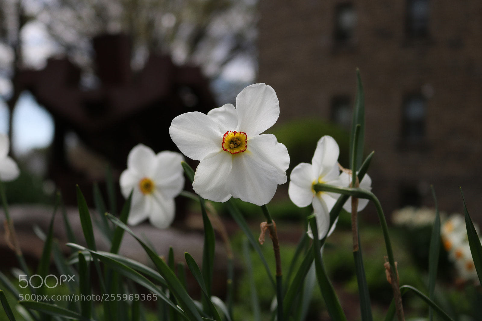 Canon EOS 750D (EOS Rebel T6i / EOS Kiss X8i) sample photo. Flowers photography
