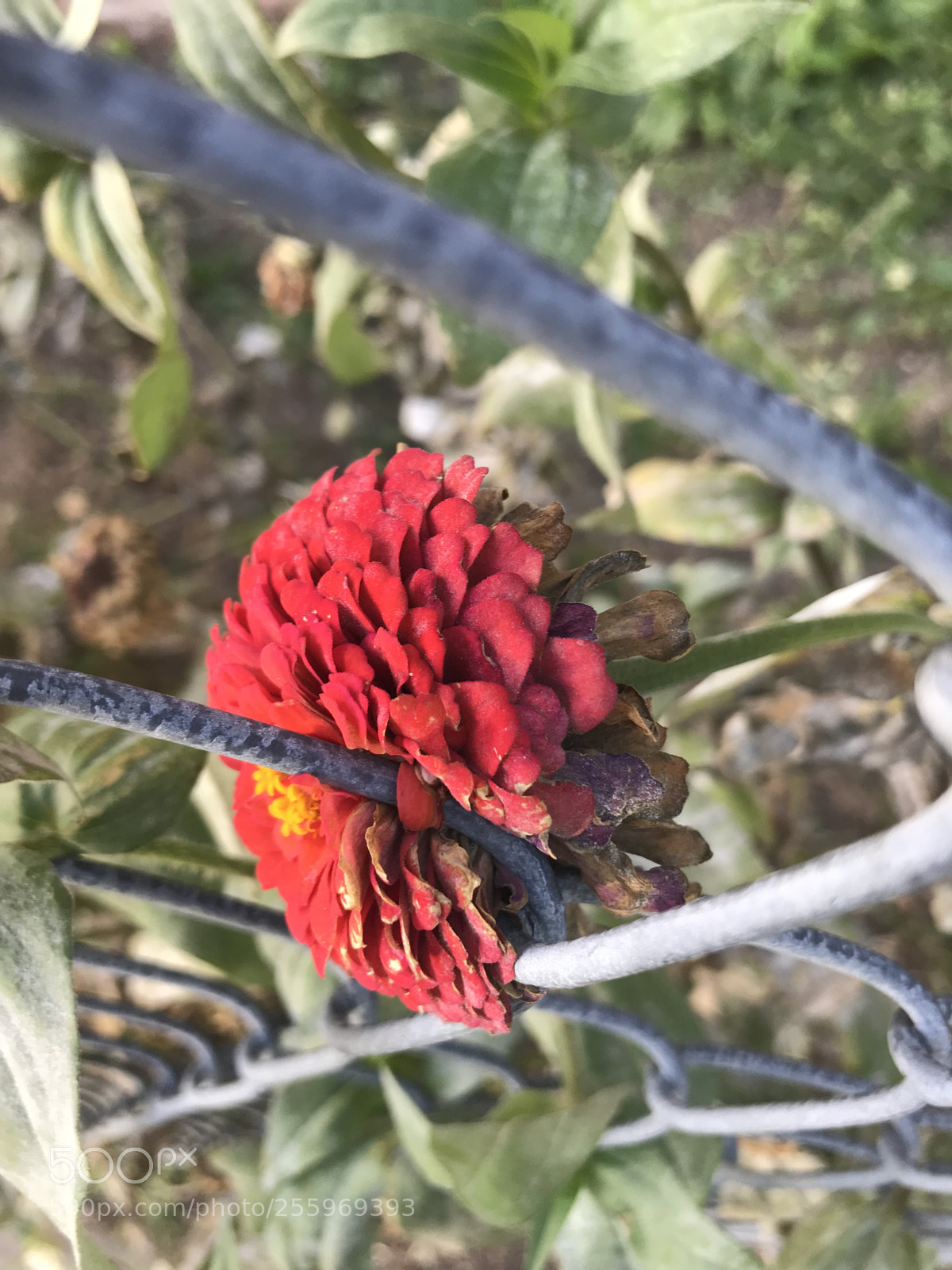 Apple iPhone 7 Plus sample photo. Hope photography
