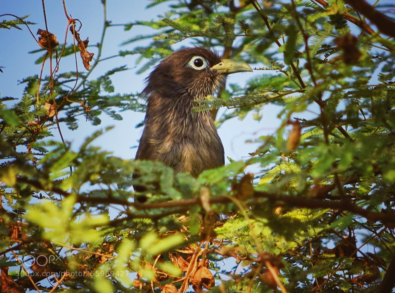 Nikon D3300 sample photo. Blue-faced malkoha photography