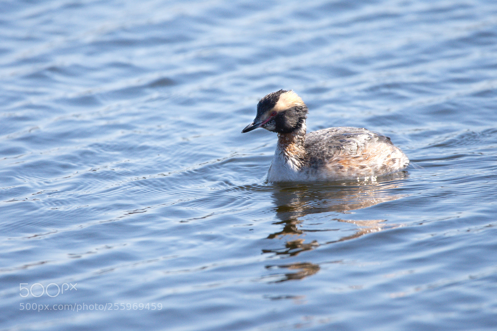 Nikon D7200 sample photo. Horned grebe photography