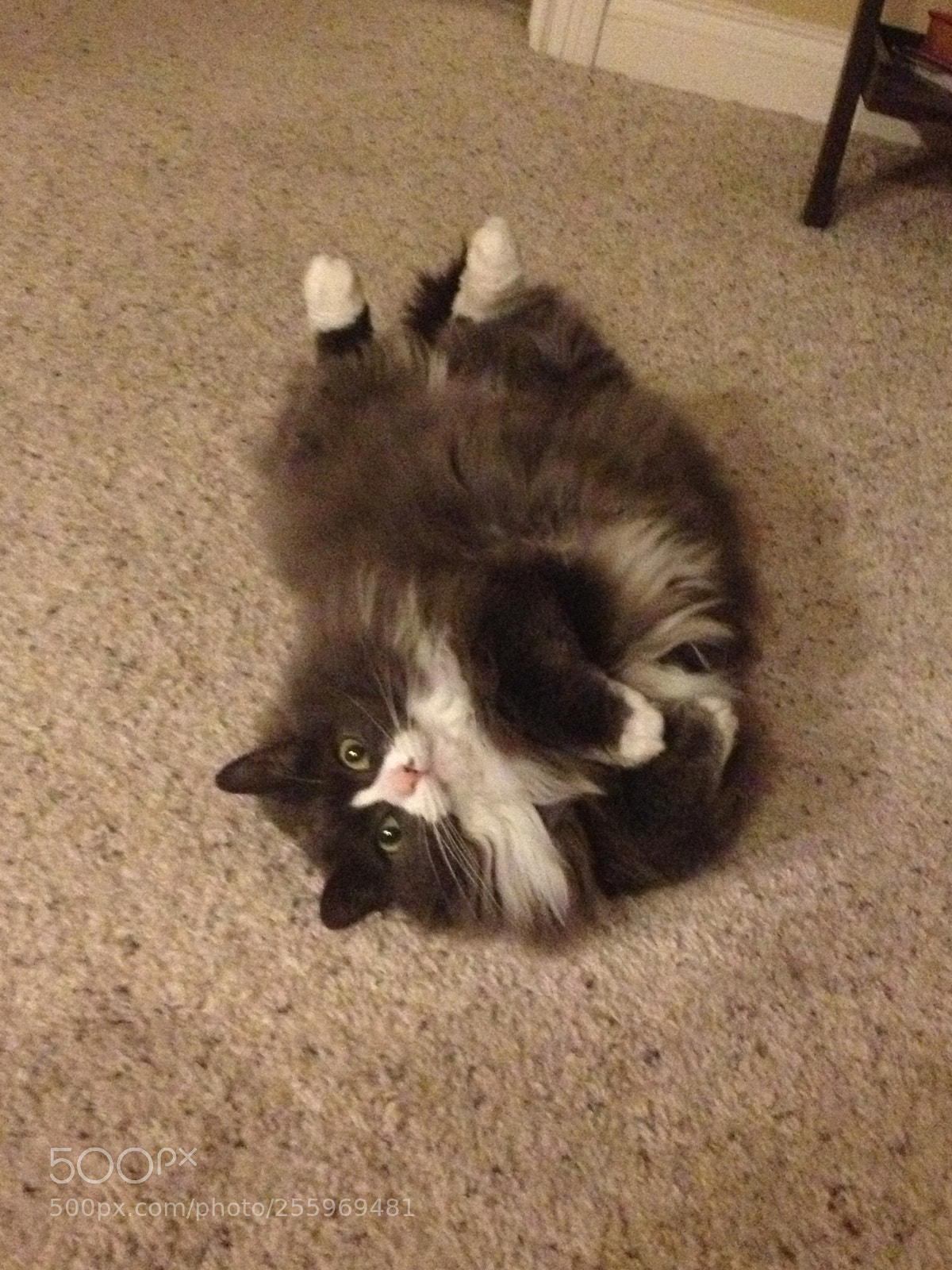 Apple iPhone 4S sample photo. Fat cat photography