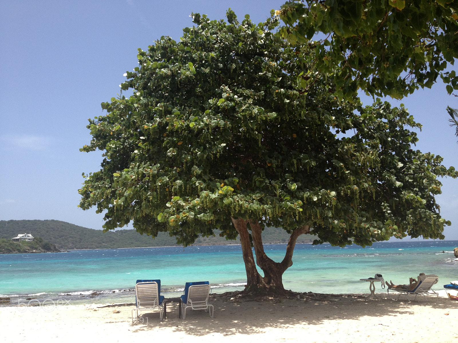 Apple iPhone 4S sample photo. My tree photography