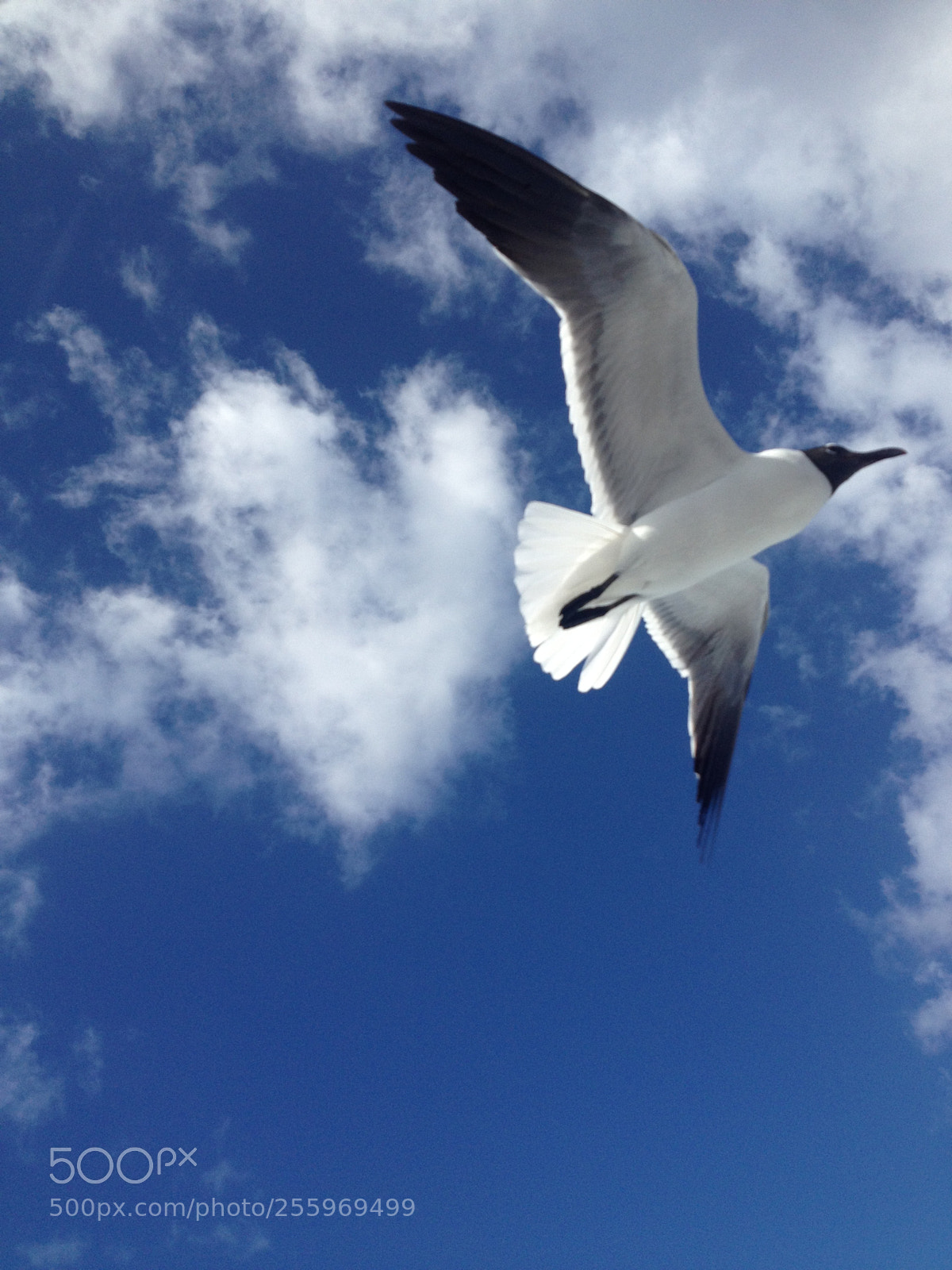 Apple iPhone 4S sample photo. Seagull photography