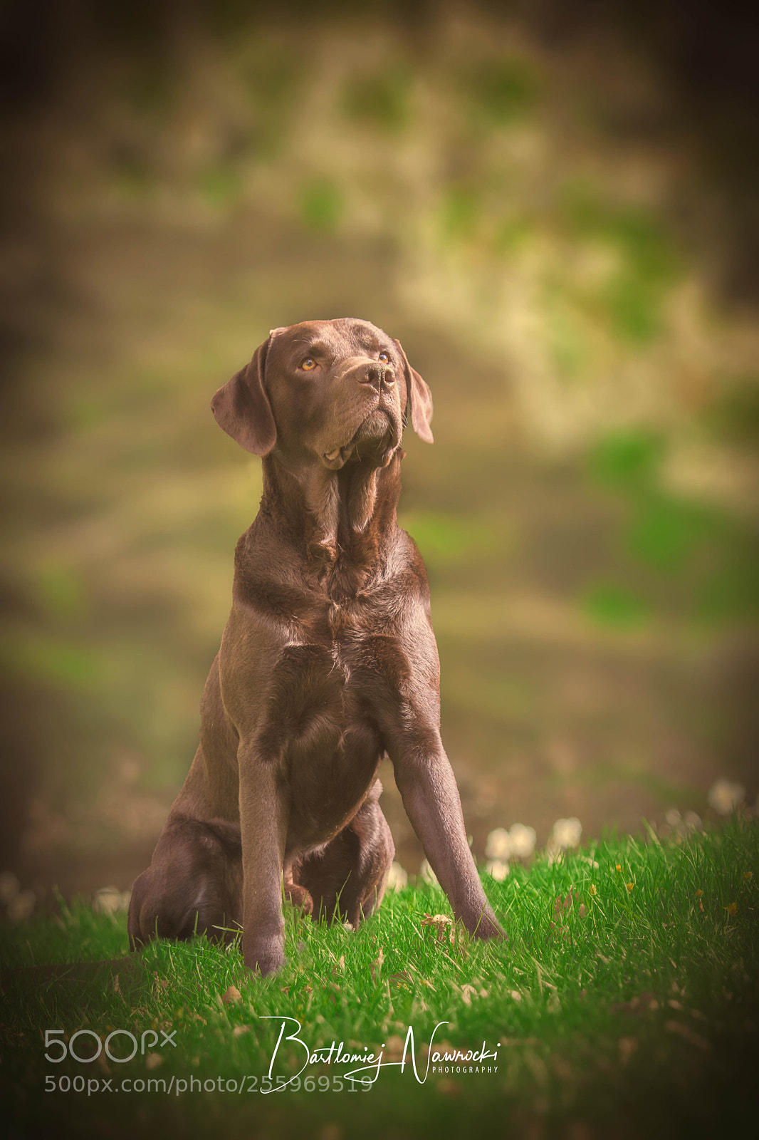 Canon EOS 80D sample photo. Bailey photography