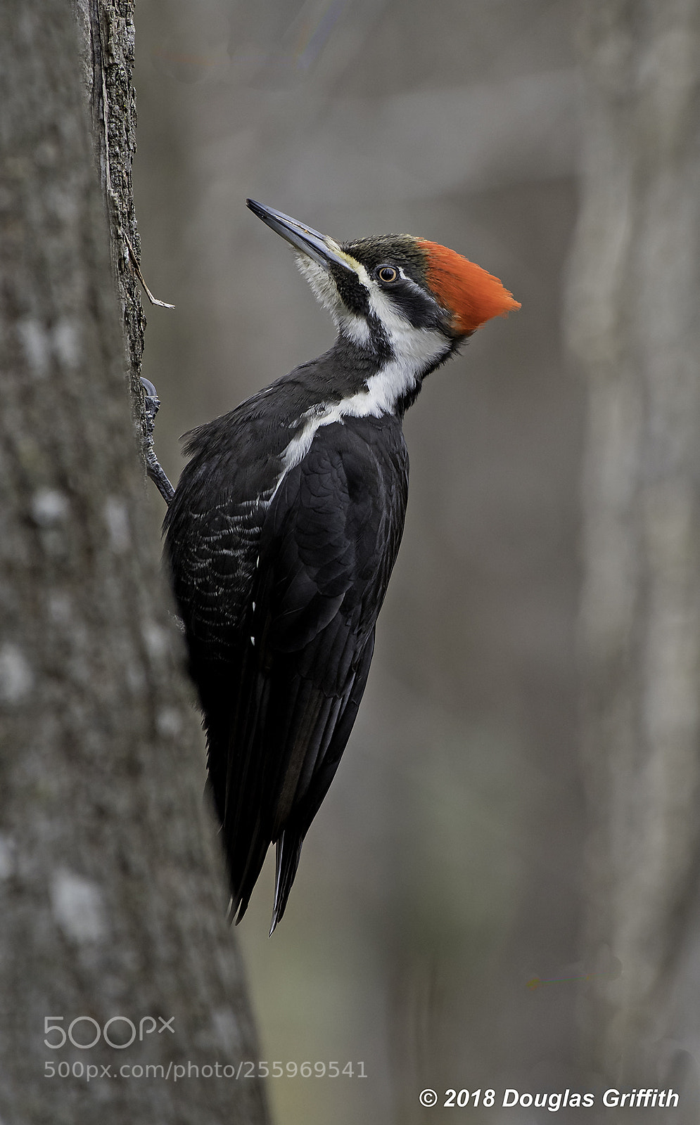 Nikon D500 sample photo. Female pileated woodpecker hylatomus photography