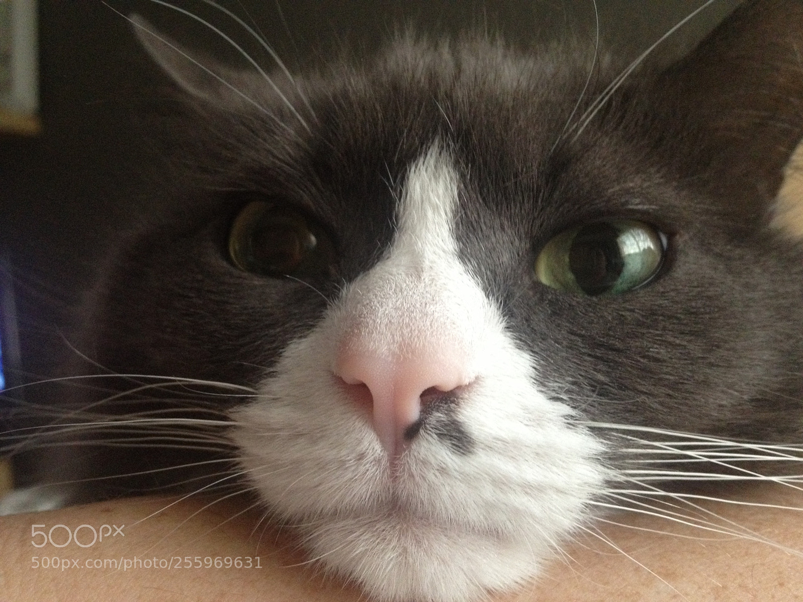 Apple iPhone 4S sample photo. Walter's face photography