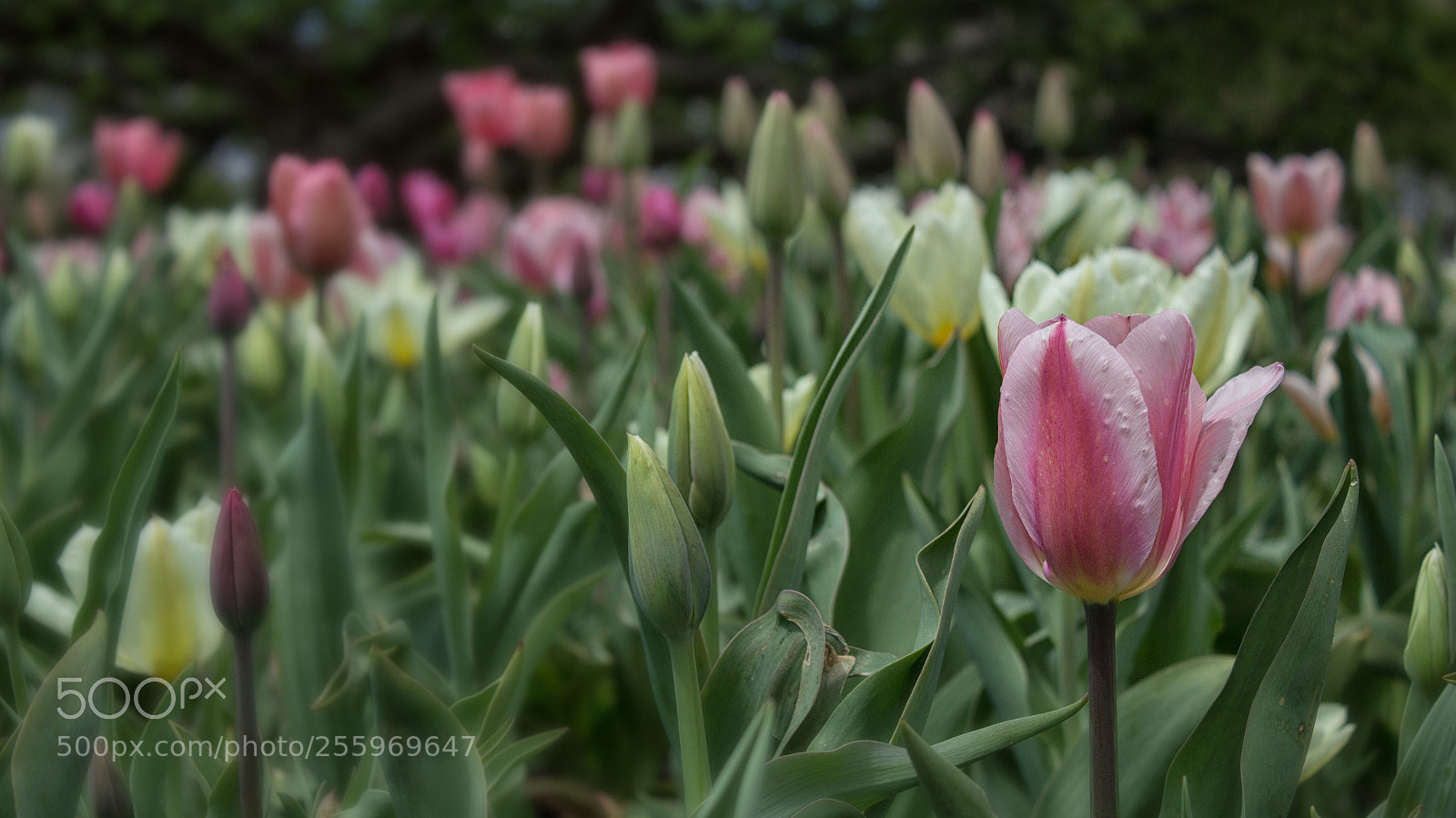 Canon EOS 600D (Rebel EOS T3i / EOS Kiss X5) sample photo. Field of tulips photography