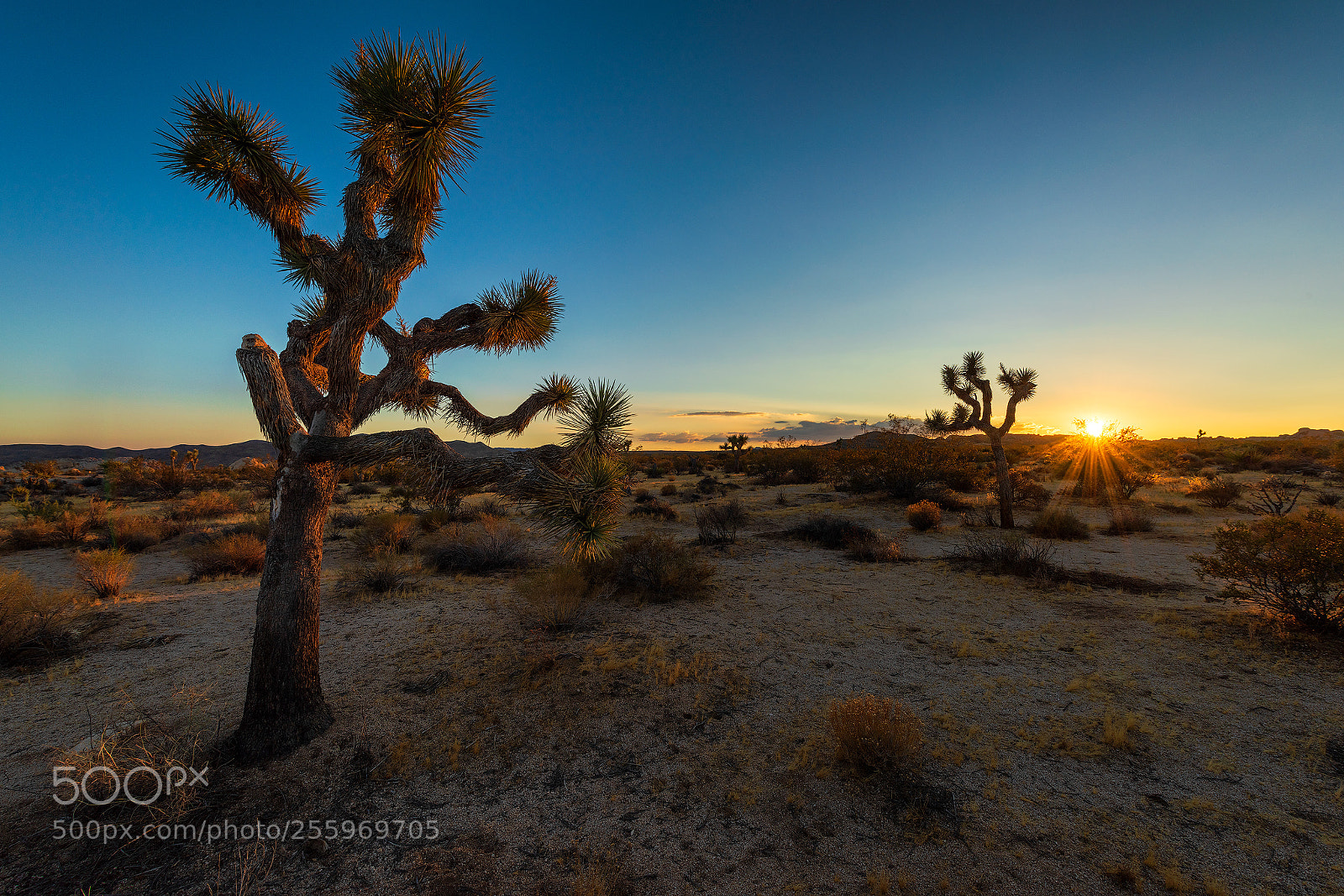 Nikon D810 sample photo. Joshua tree thermodynamics photography