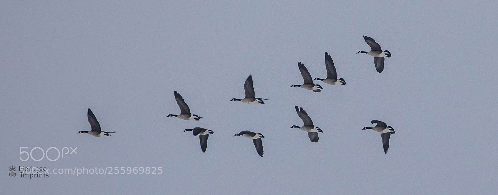 Canon EOS 5D Mark IV sample photo. Canadian geese in flight photography