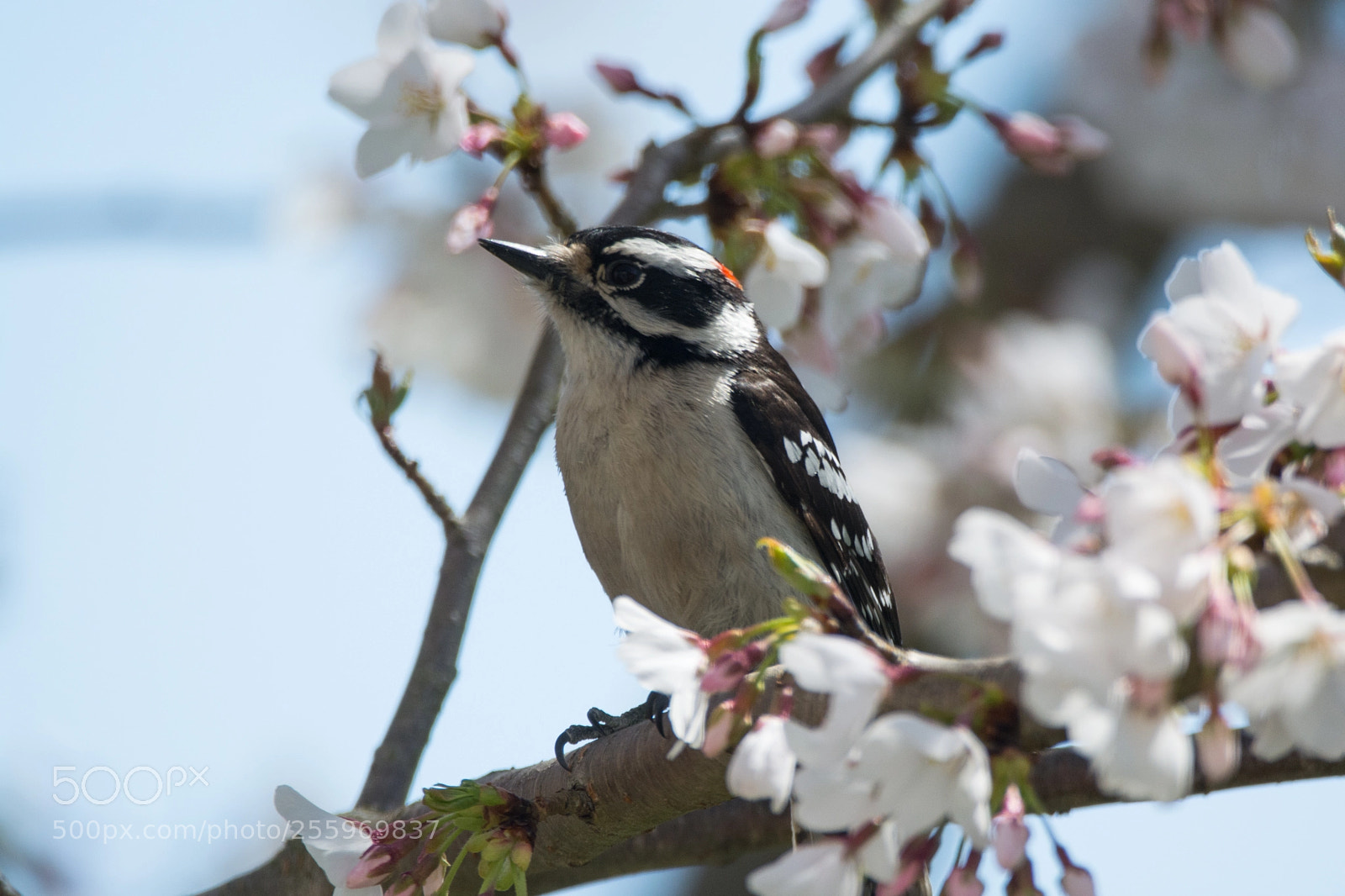Nikon D5200 sample photo. Downy woodpecker perched in photography