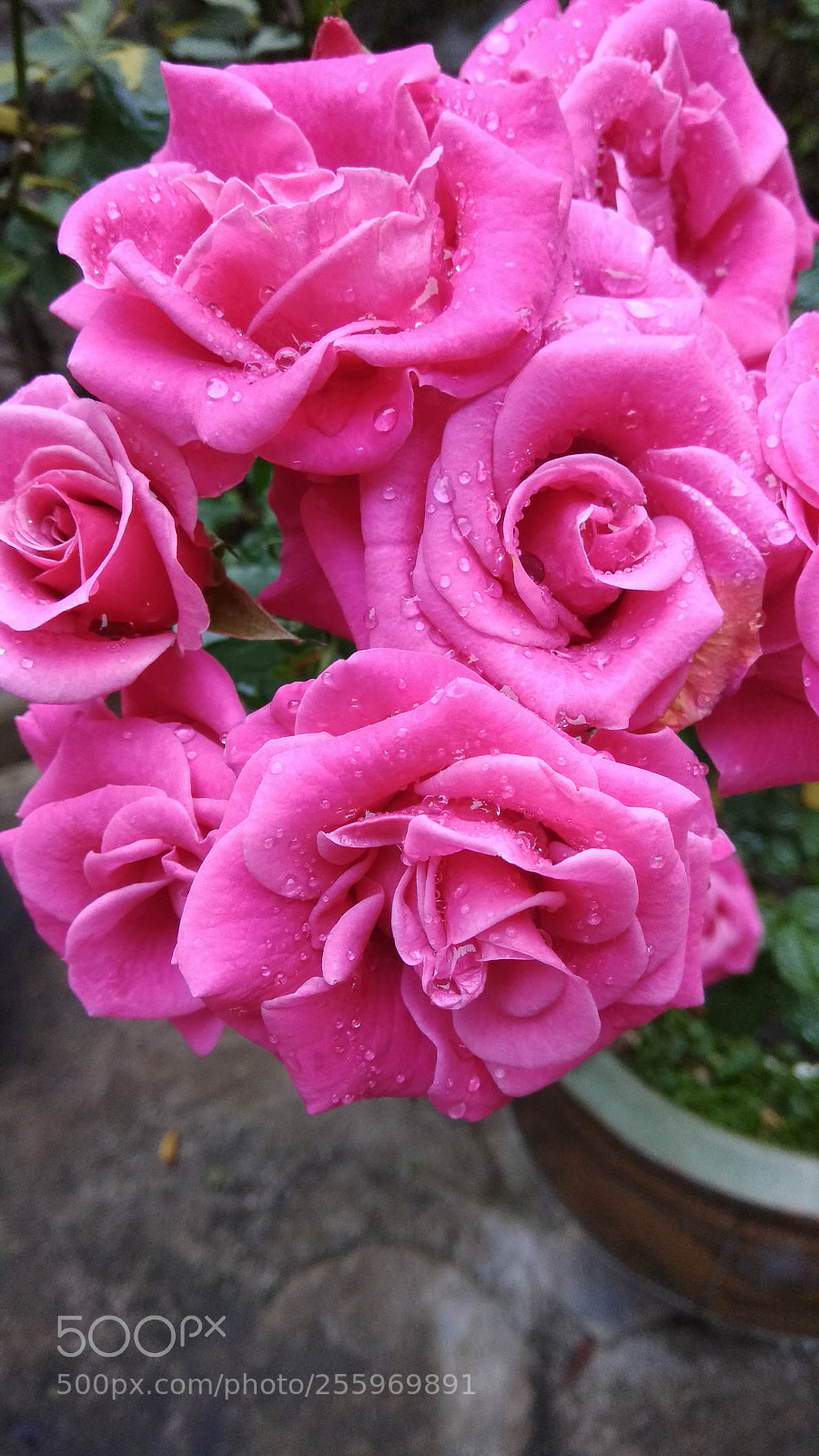 Xiaomi Redmi Note 4 sample photo. Flowers photography