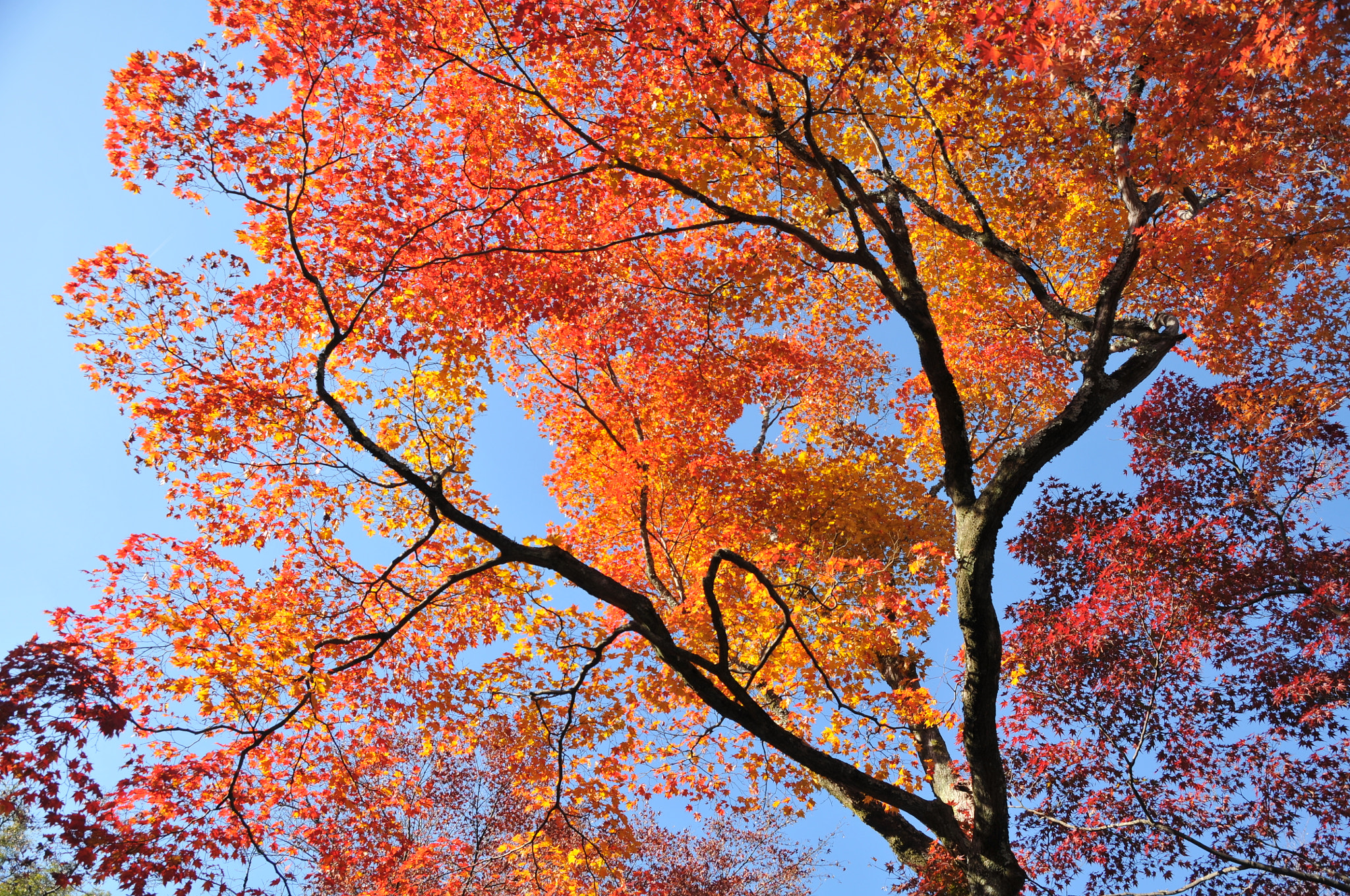 Nikon D300 sample photo
