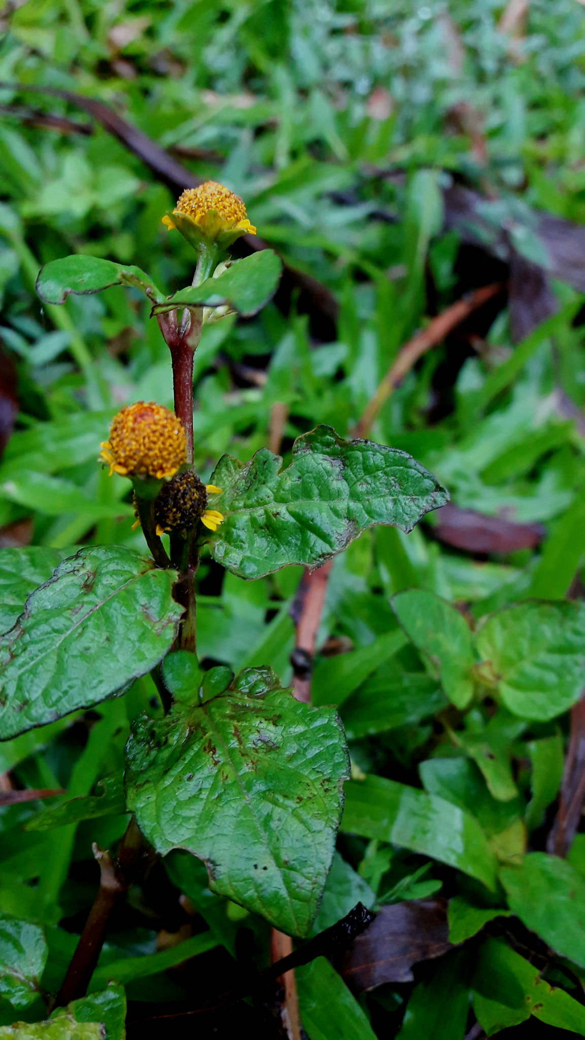 Samsung Galaxy J7 Neo sample photo. Green photography