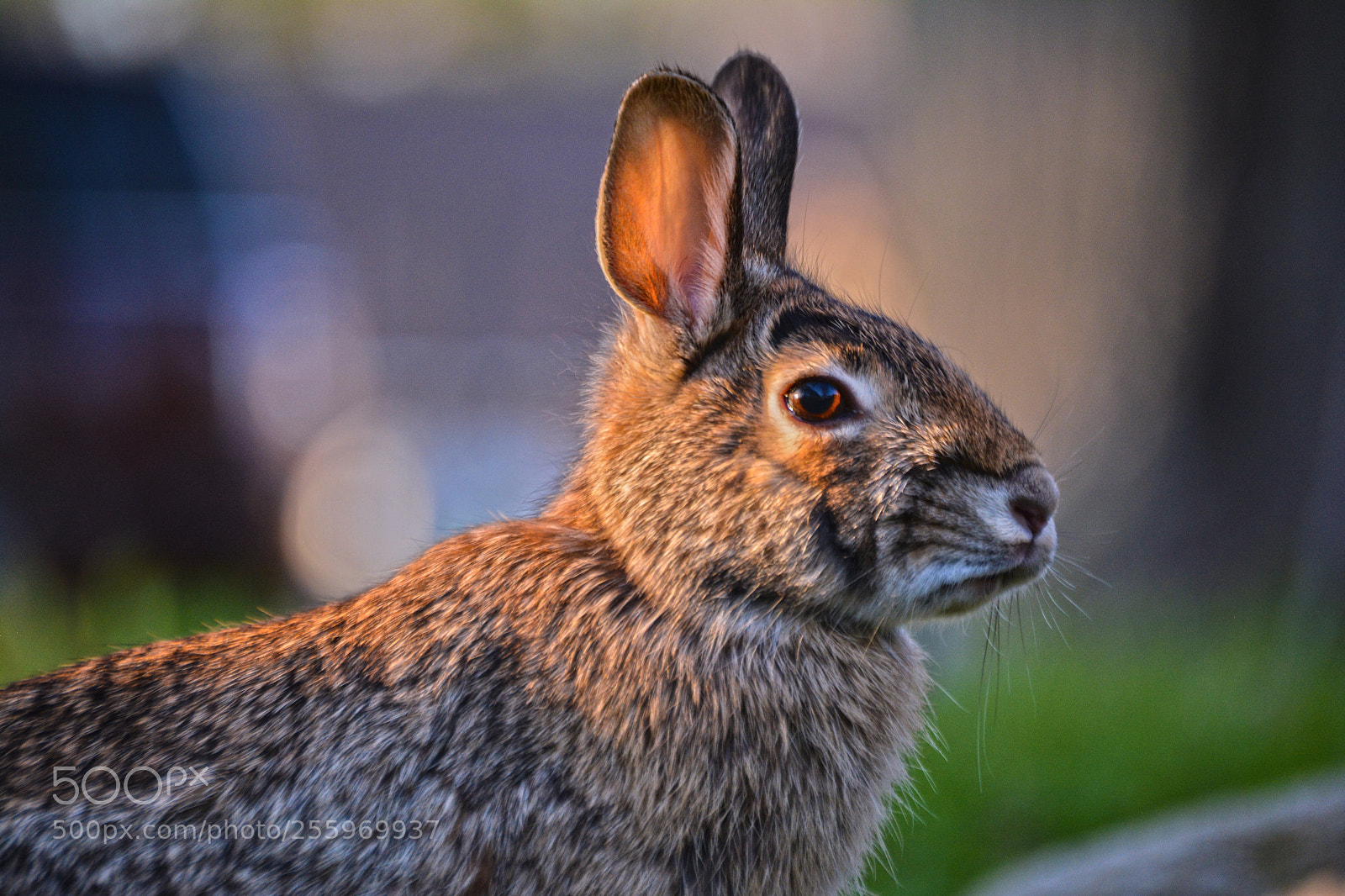 Nikon D5200 sample photo. Wild hare photography