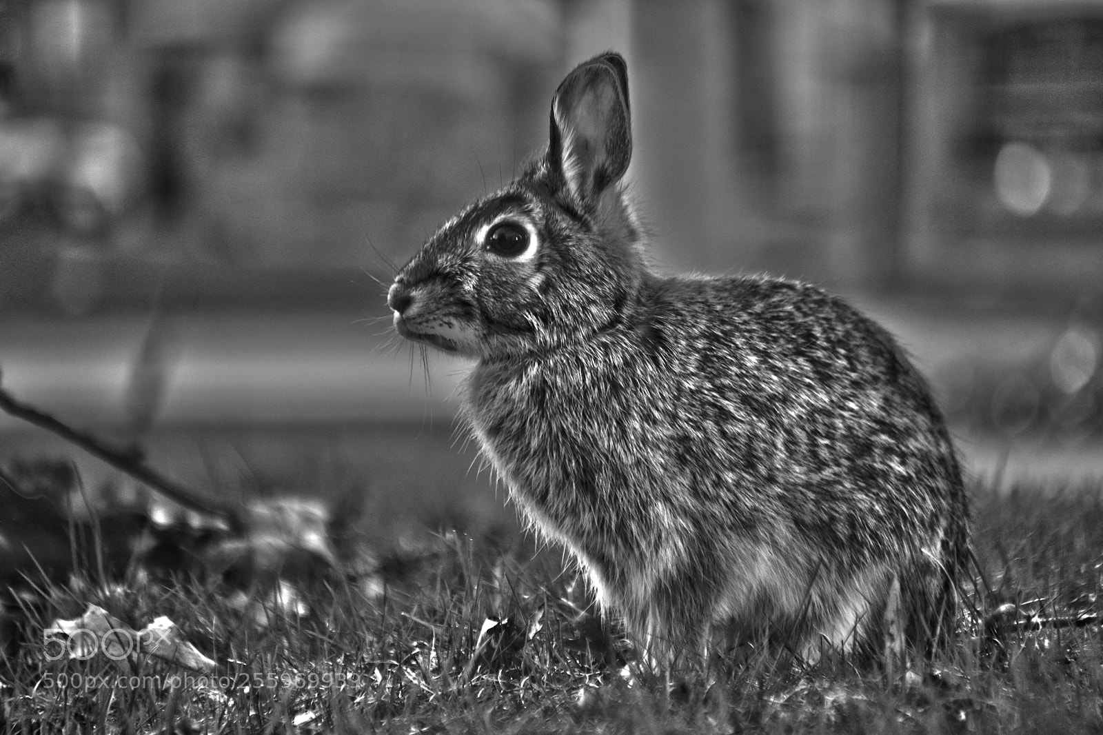 Nikon D5200 sample photo. Wild hare black & white photography