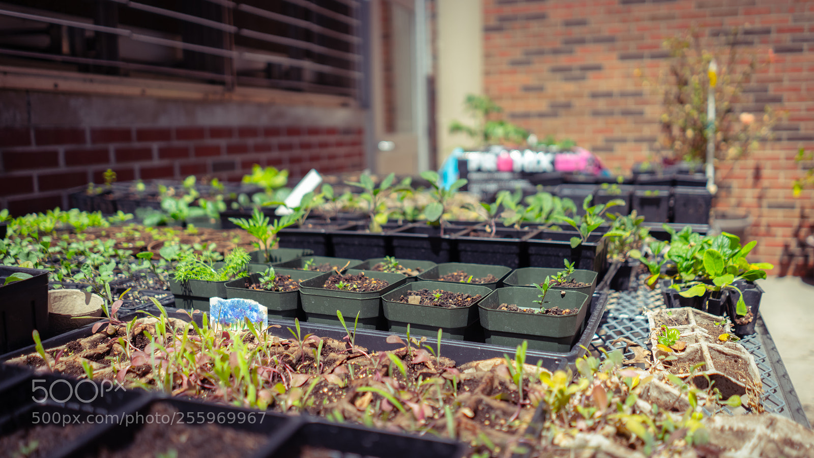 Sony a7R III sample photo. Spring photography
