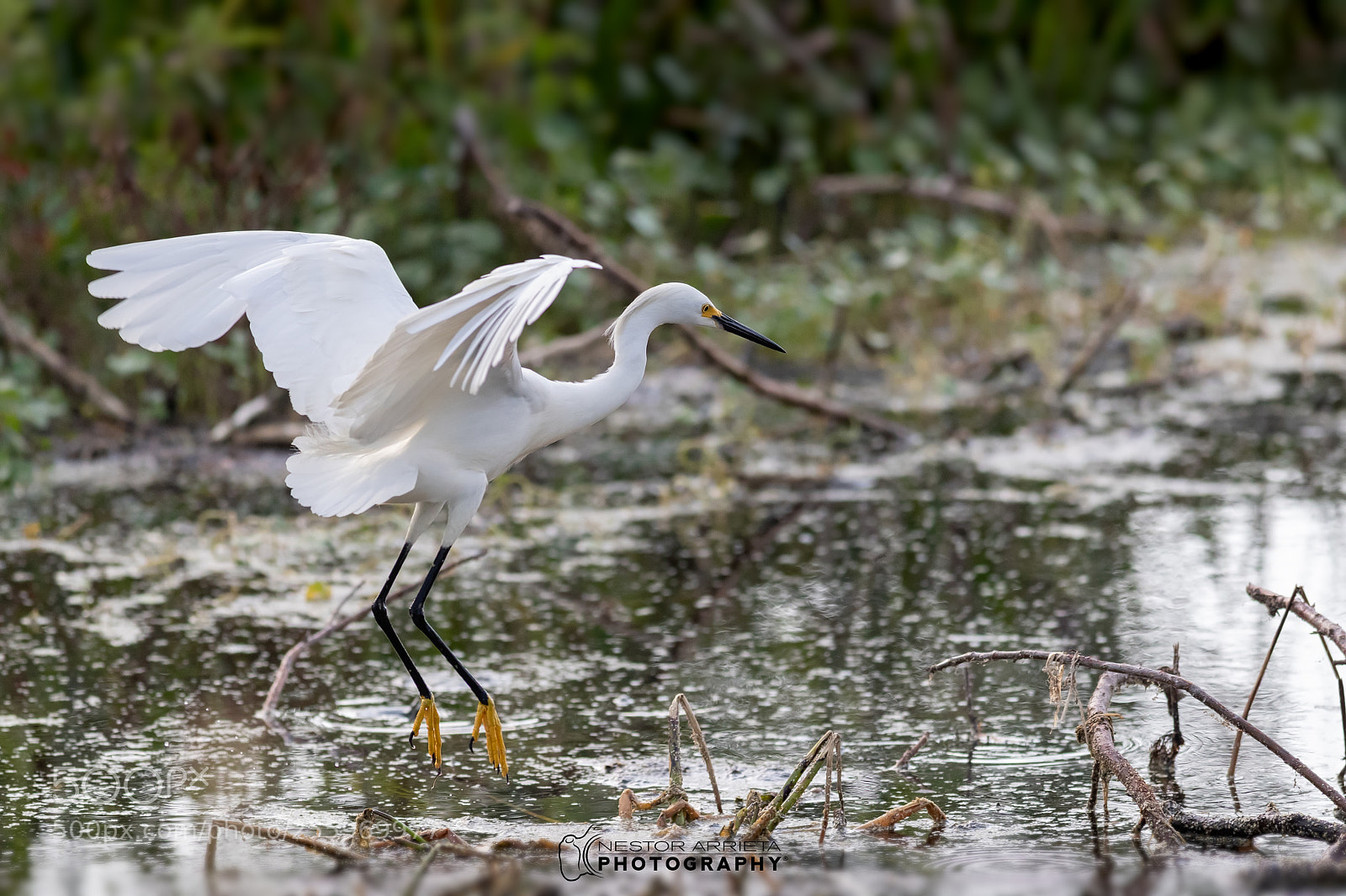 Canon EOS-1D X Mark II sample photo. Bubulcus photography