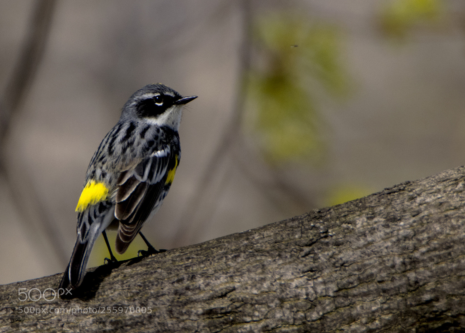 Canon EOS 80D sample photo. Myrtle warbler photography