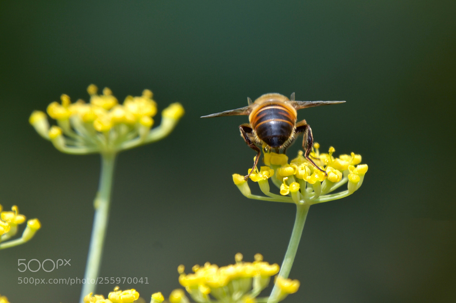Nikon D7200 sample photo. Fly photography