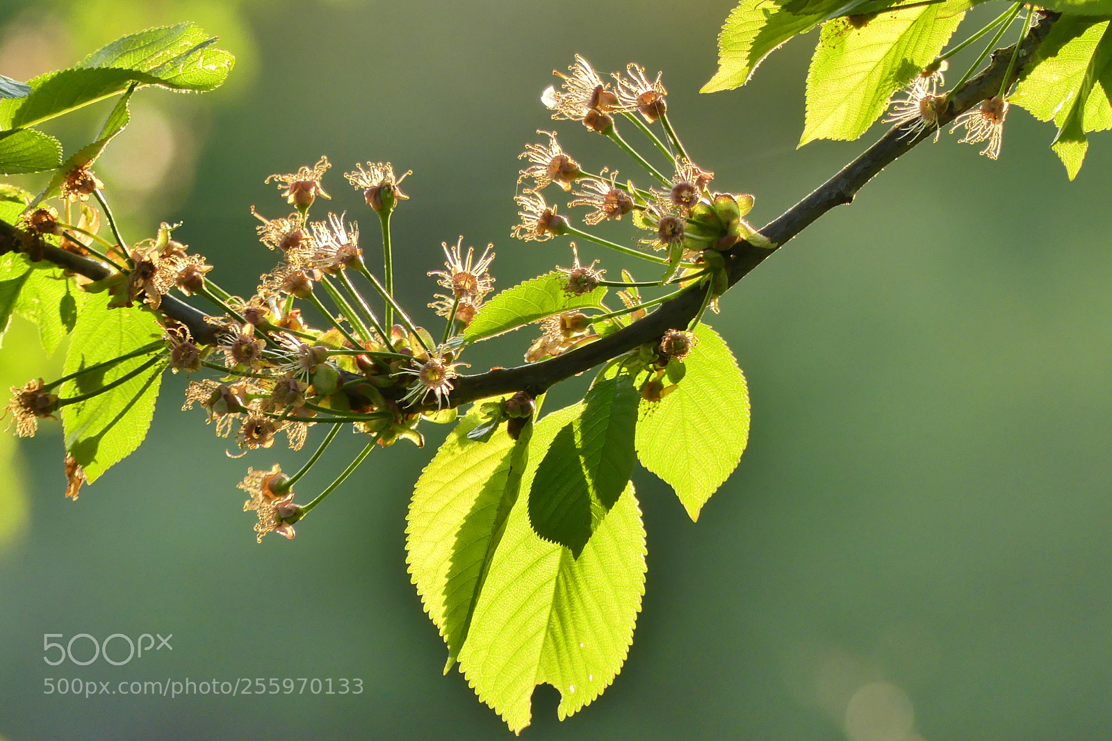 Panasonic Lumix DMC-FZ300 sample photo. Nature in backlight photography