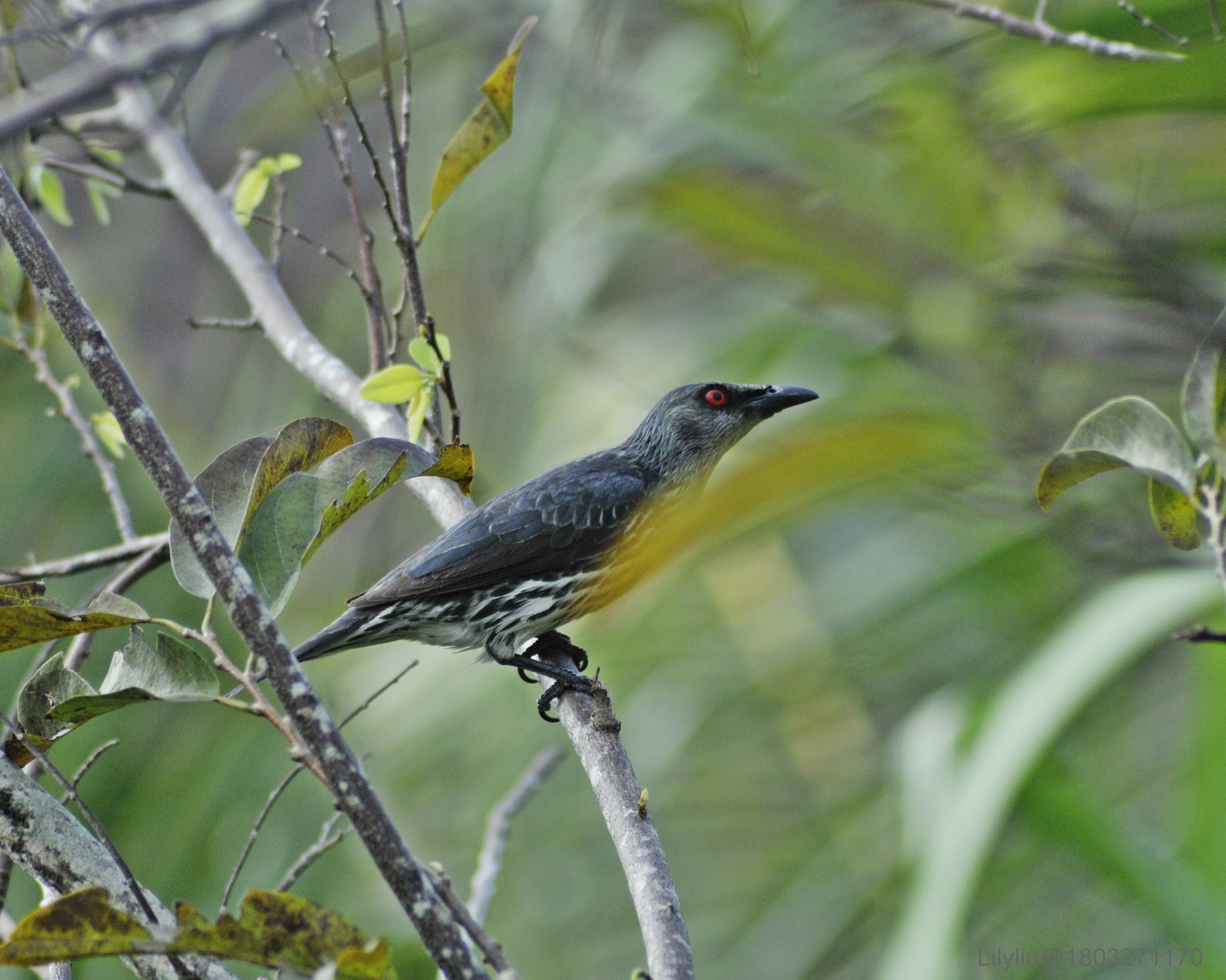 Nikon D300 + Nikon AF Nikkor 70-300mm F4-5.6G sample photo. Good morning! photography