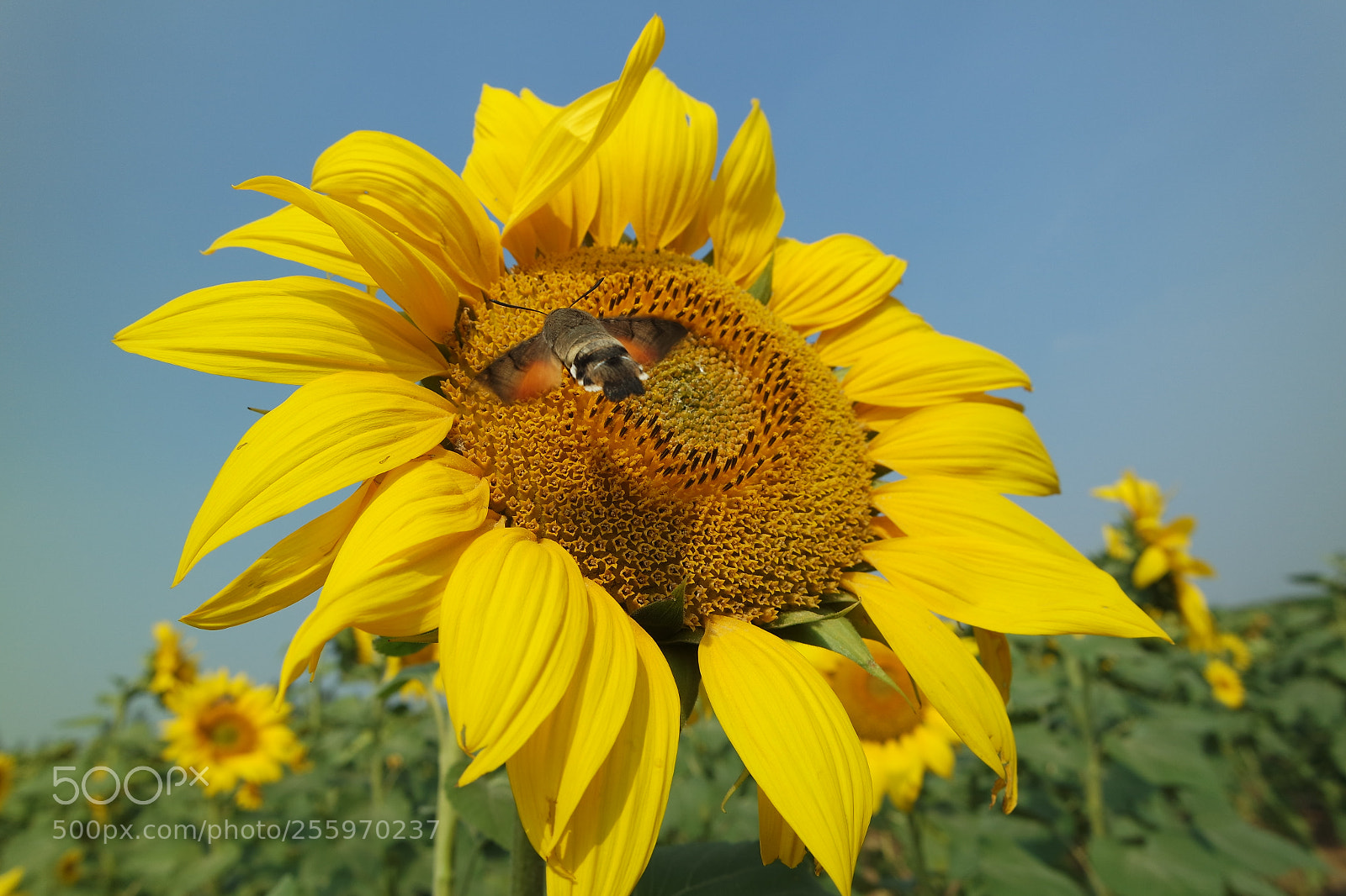 Samsung NX3000 sample photo. Untitled photography